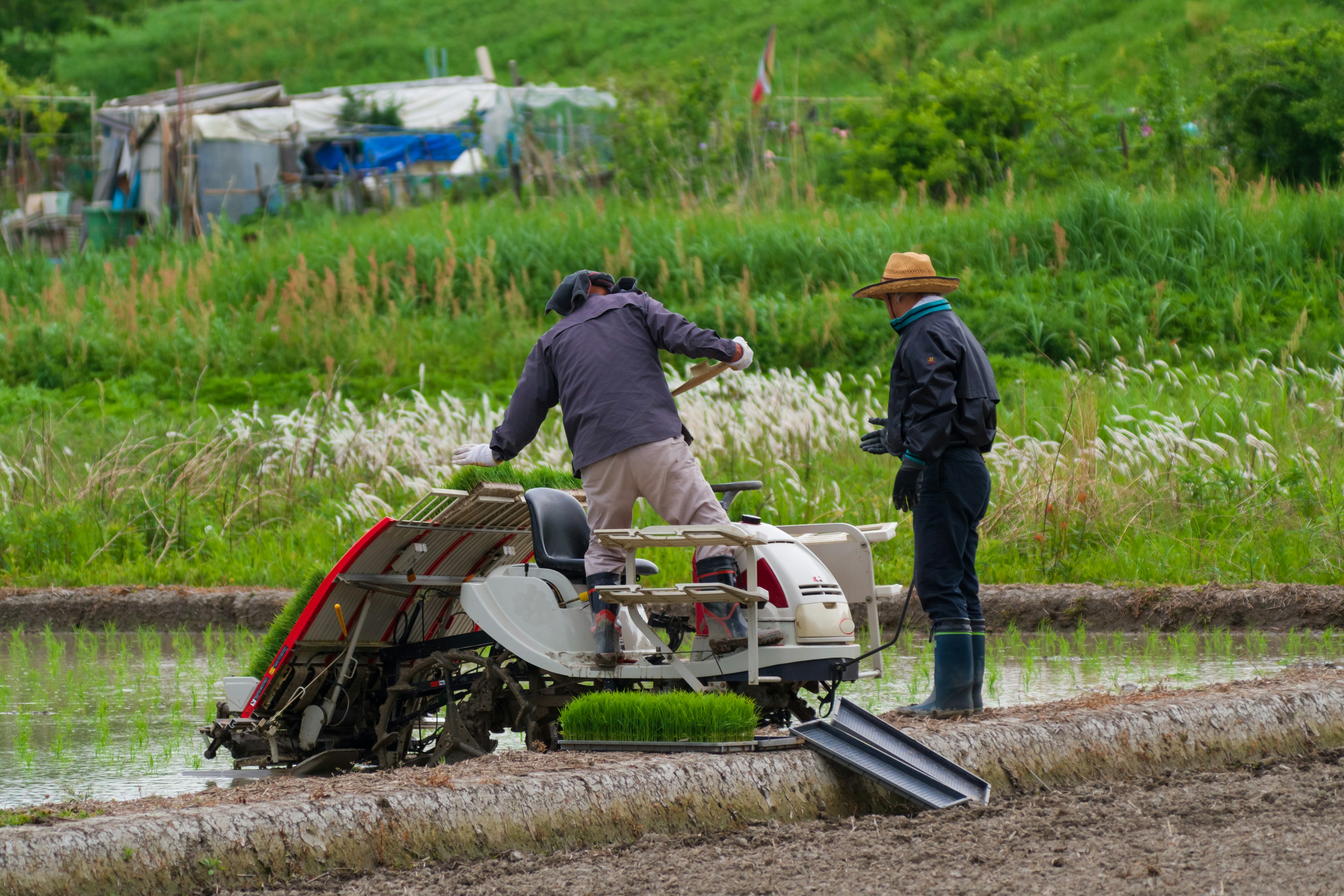 Agricoltori che lavorano in un campo di riso con macchinari