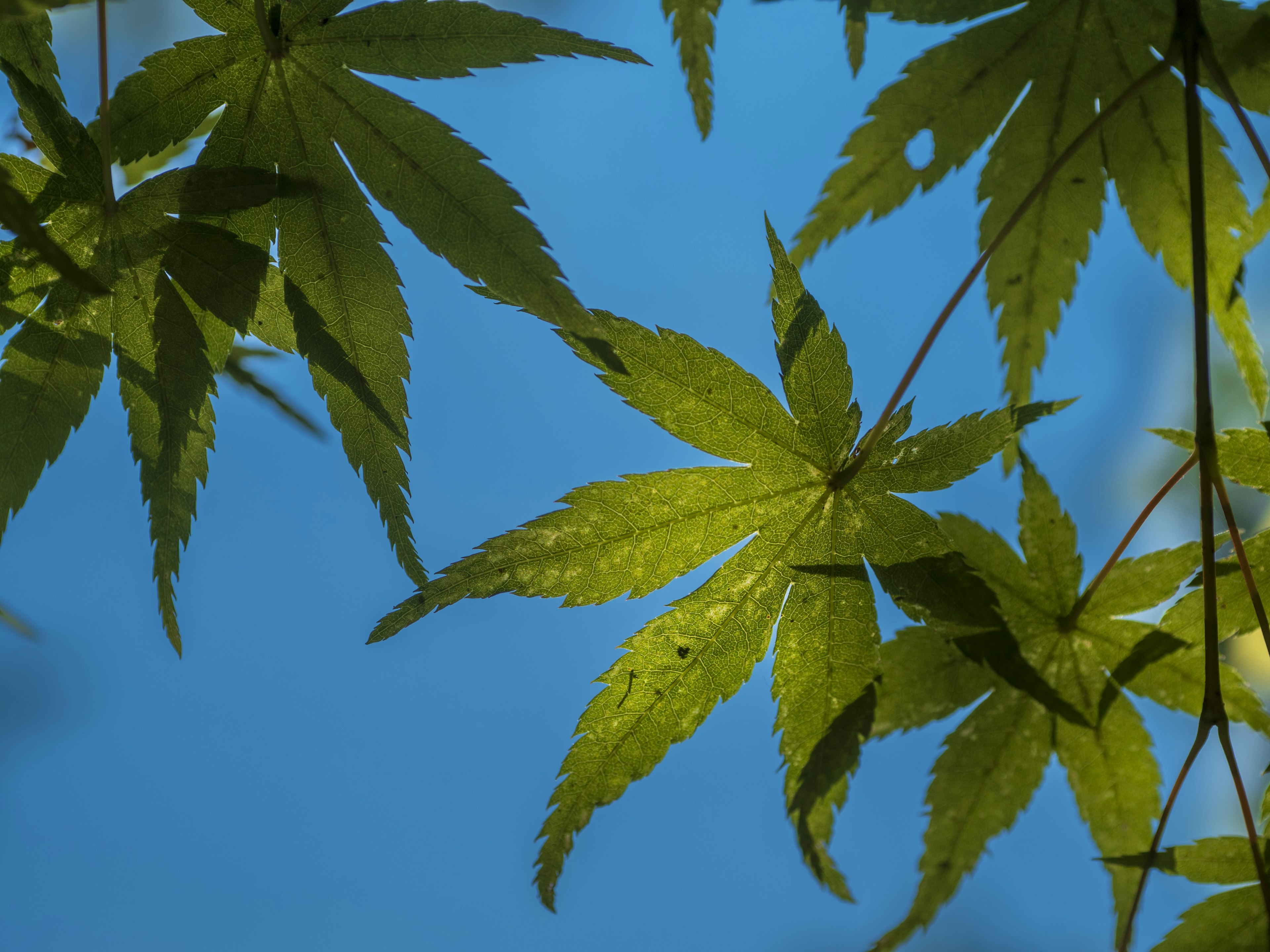 Lebendige Ahornblätter vor blauem Himmel