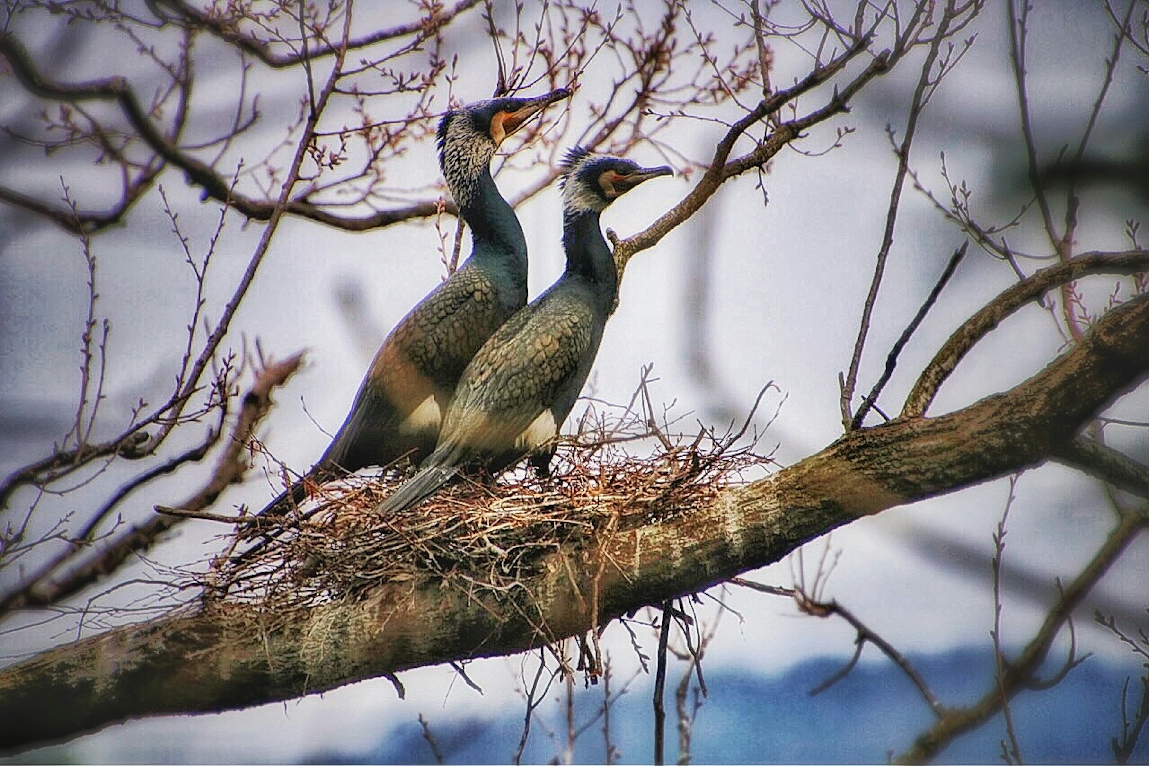 Dos aves en un nido en un árbol