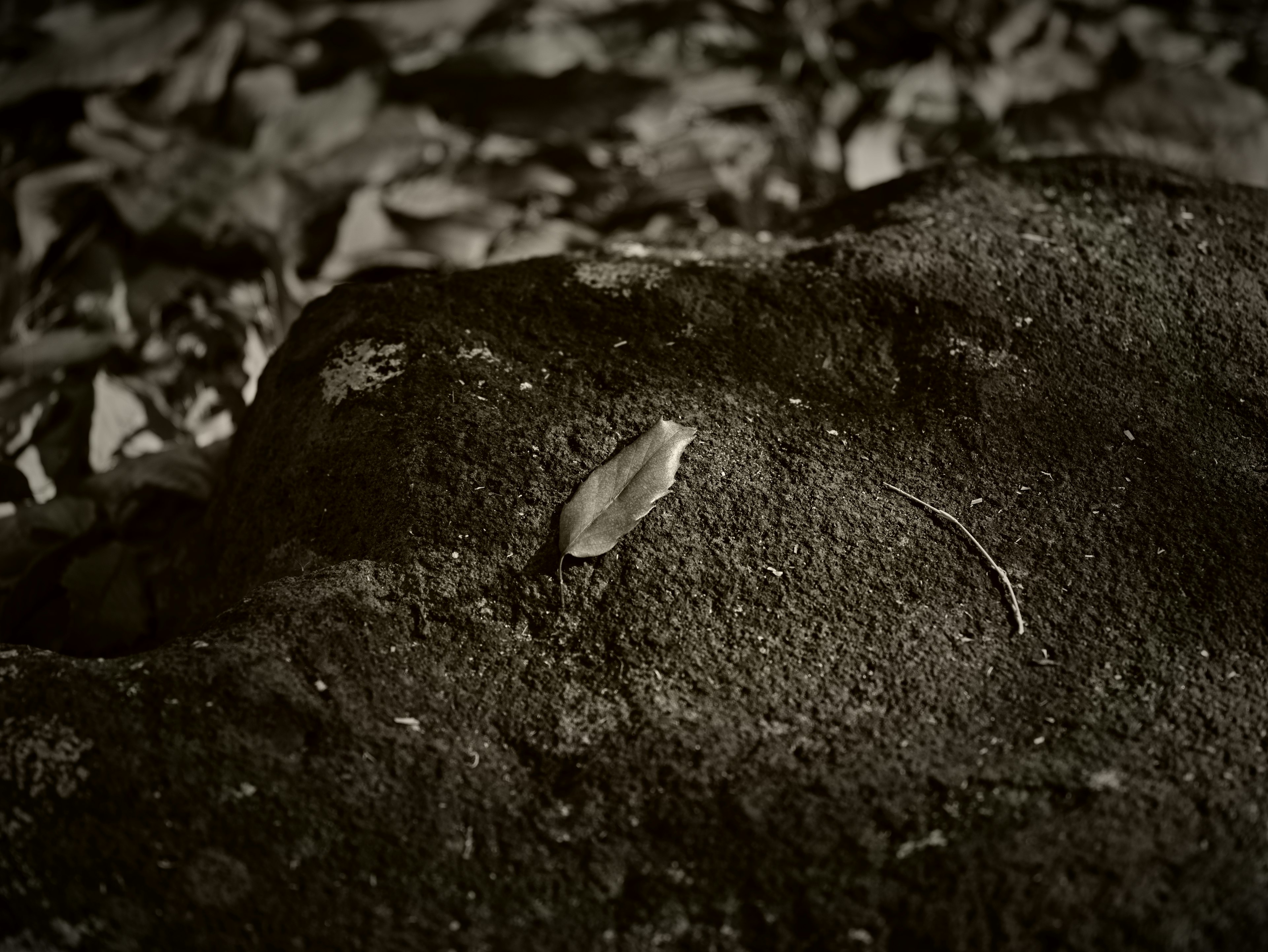 A small leaf resting on a rock with visible soil texture