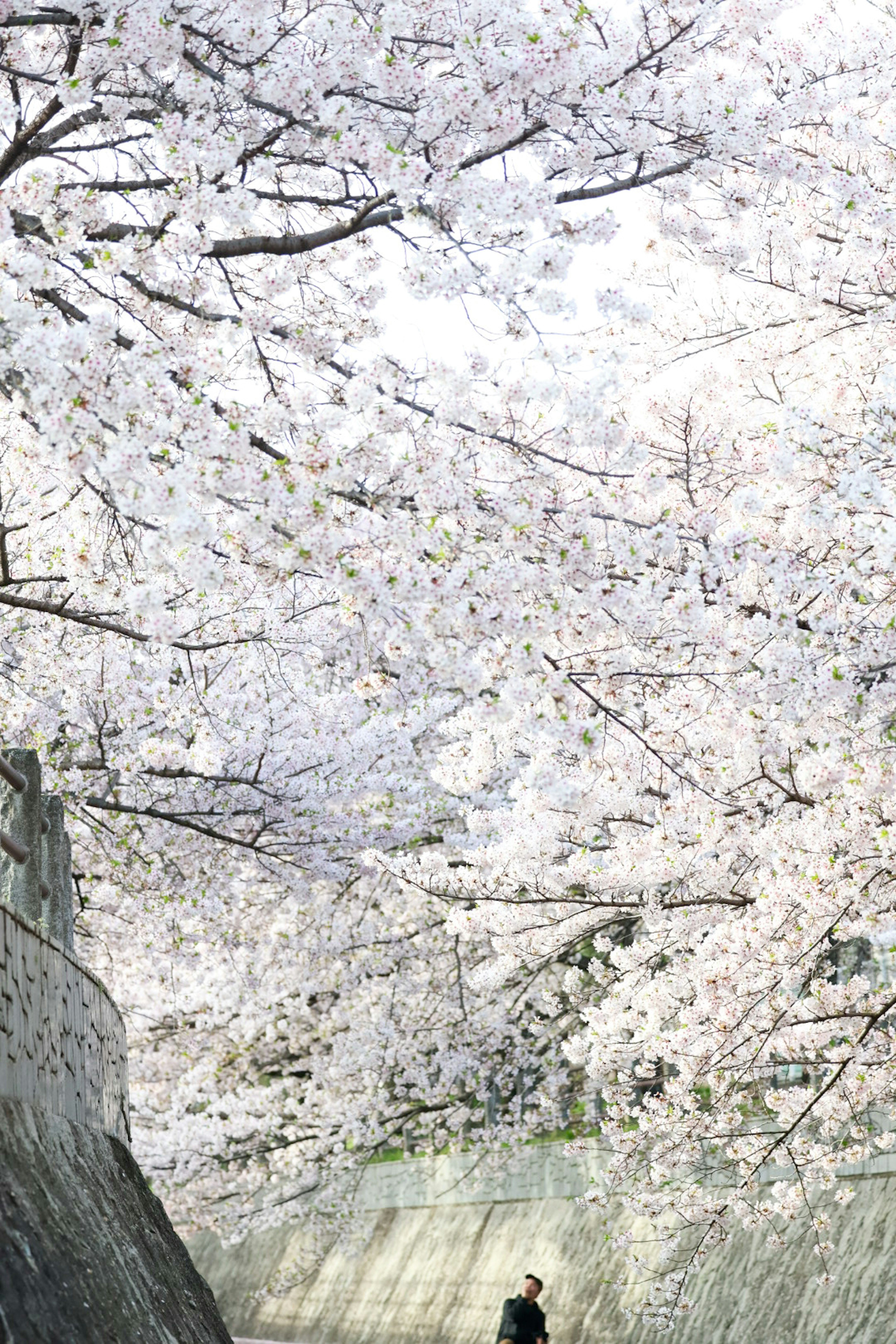 A person walking under blooming cherry blossom trees with a soft pastel background