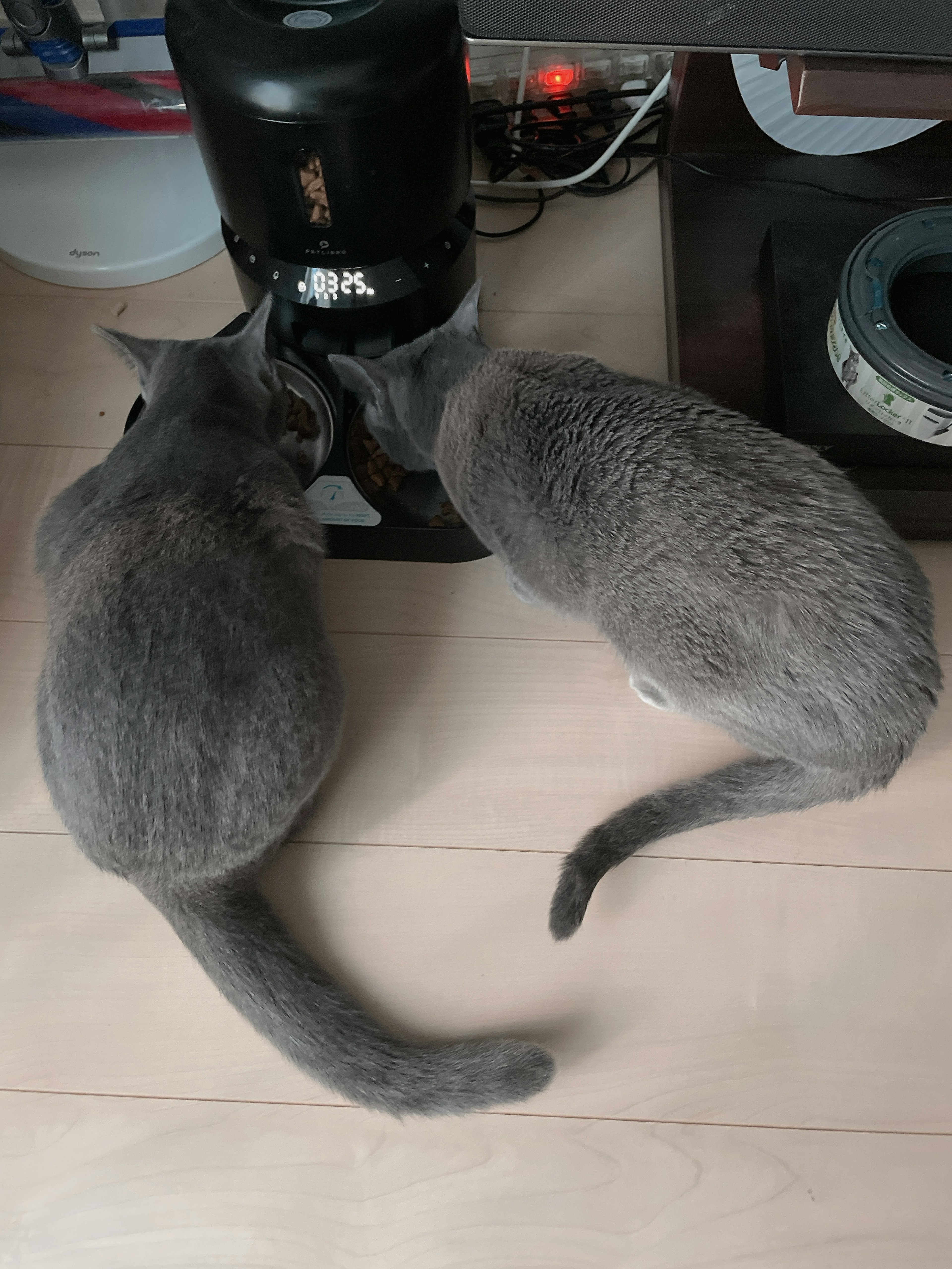 Two gray cats inspecting a coffee maker on a wooden floor