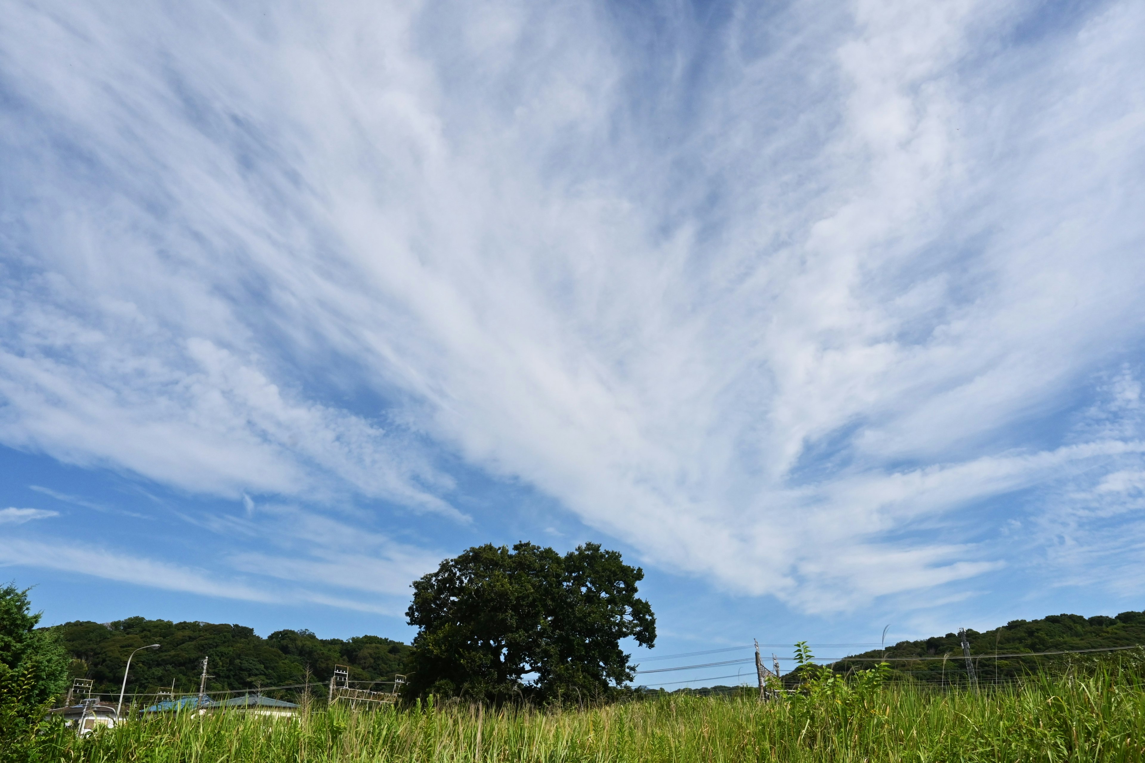 Ein Baum in einer Landschaft unter einem blauen Himmel mit wispy Wolken