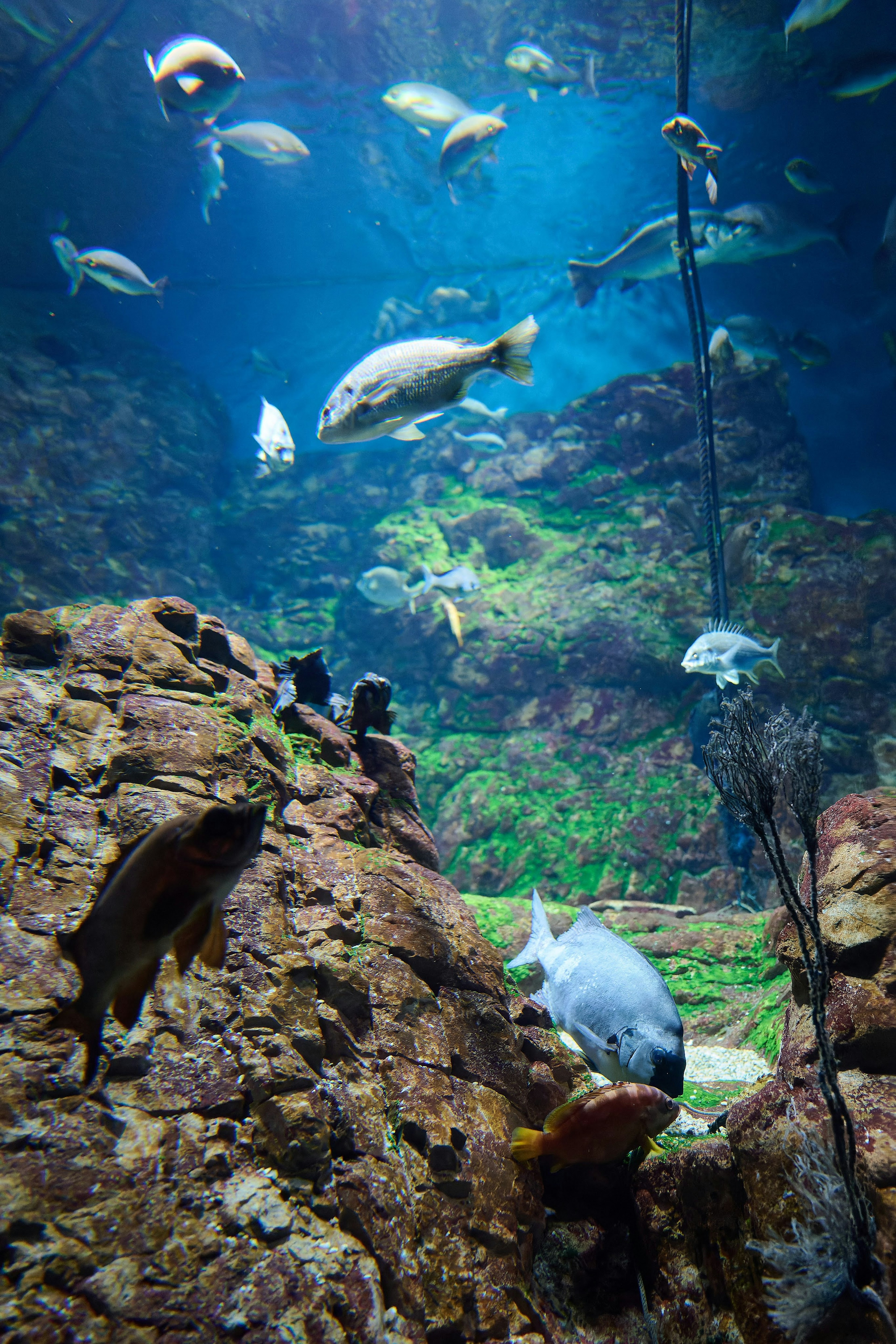 Underwater scene showing rocks and various fish swimming