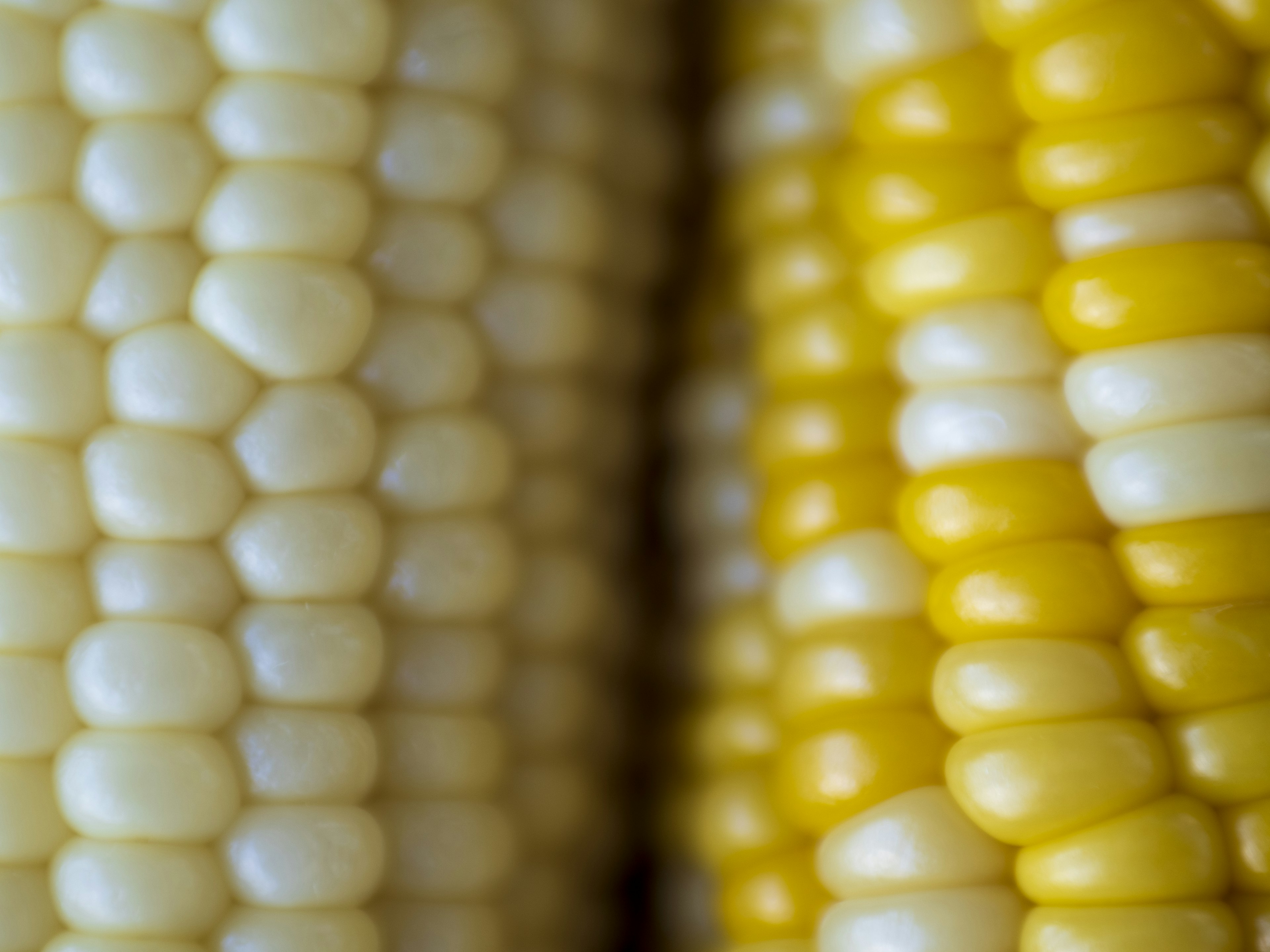 Close-up jagung kuning dan putih