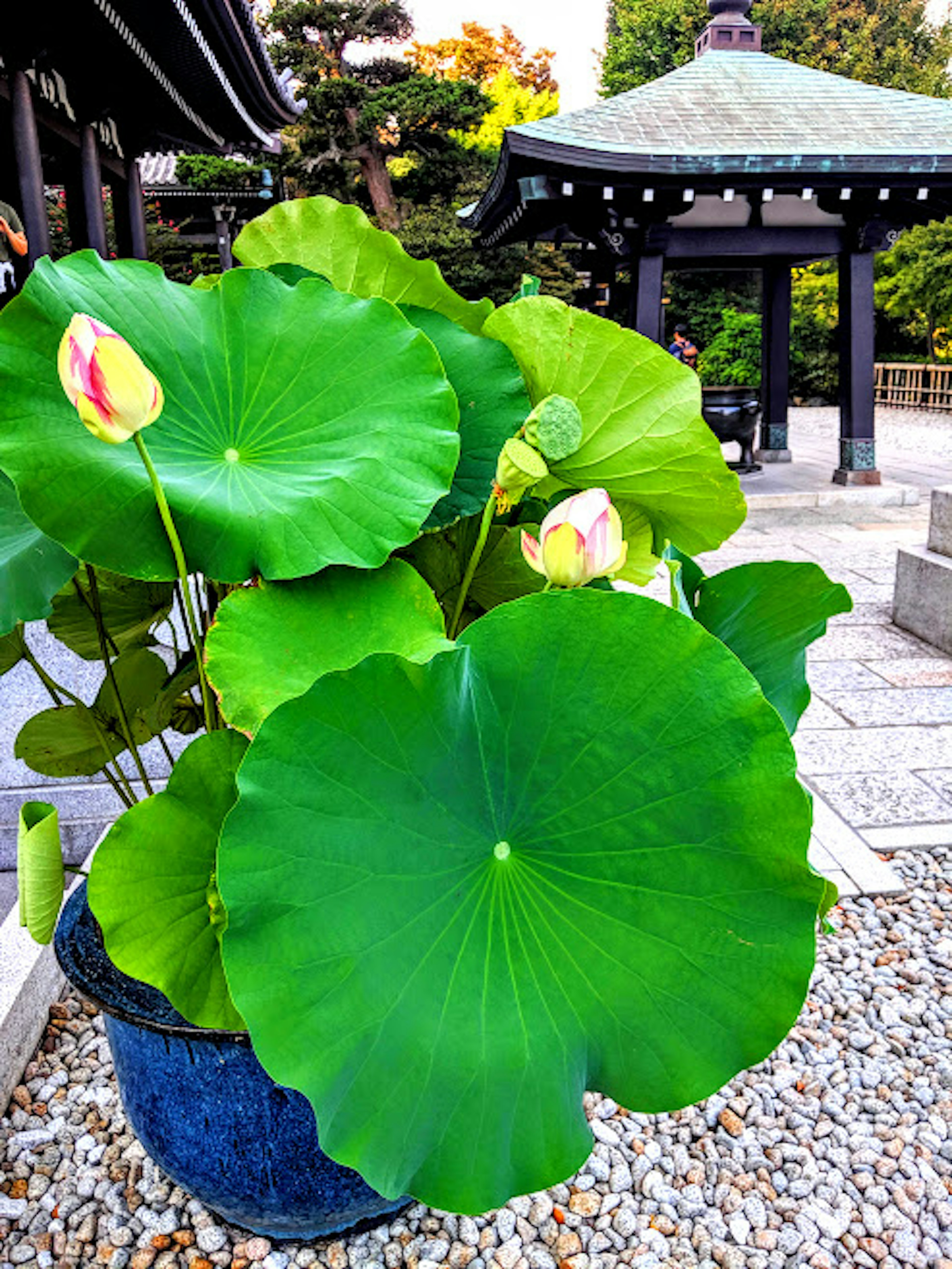 A lush green lotus plant with large leaves and buds in a pot