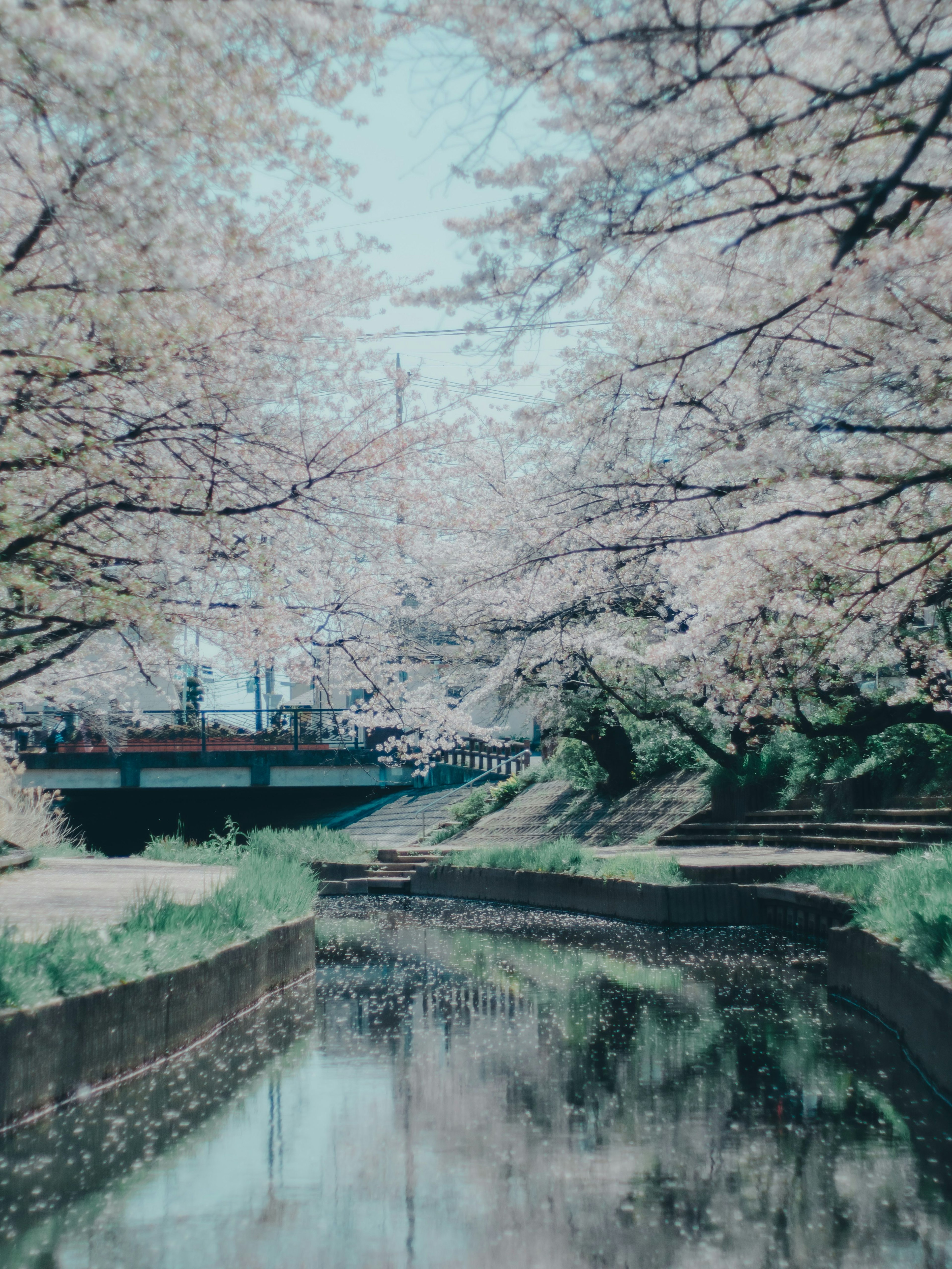 樱花树沿河的风景和桥