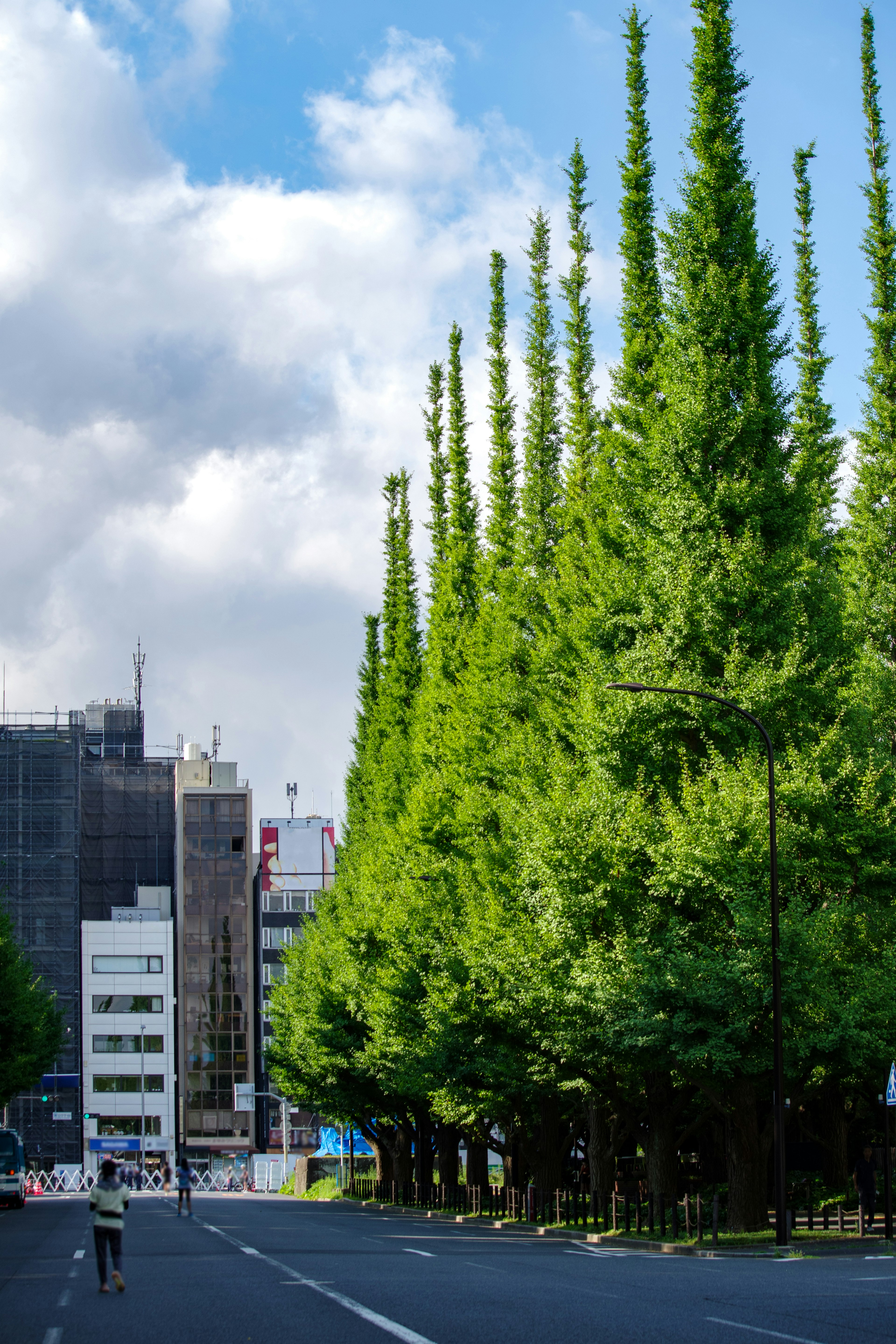 Calle bordeada de altos árboles verdes bajo un cielo azul