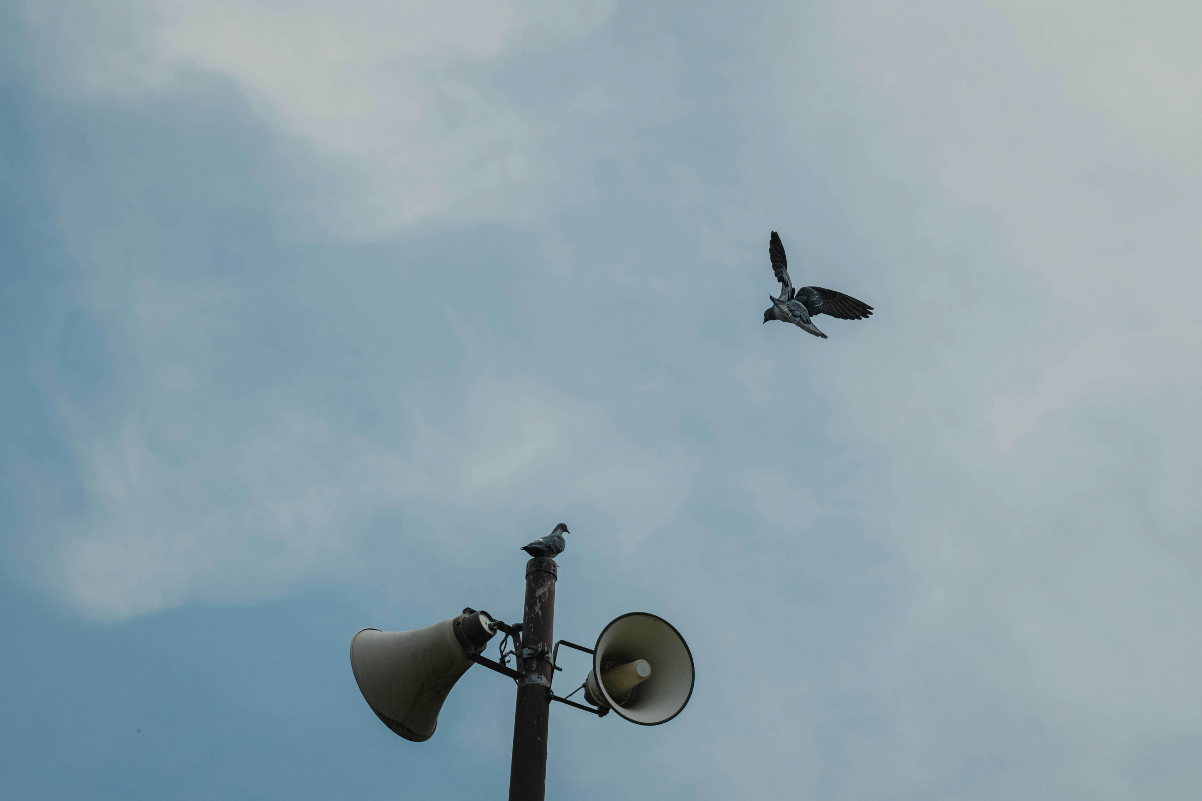 A bird flying above a utility pole with speakers