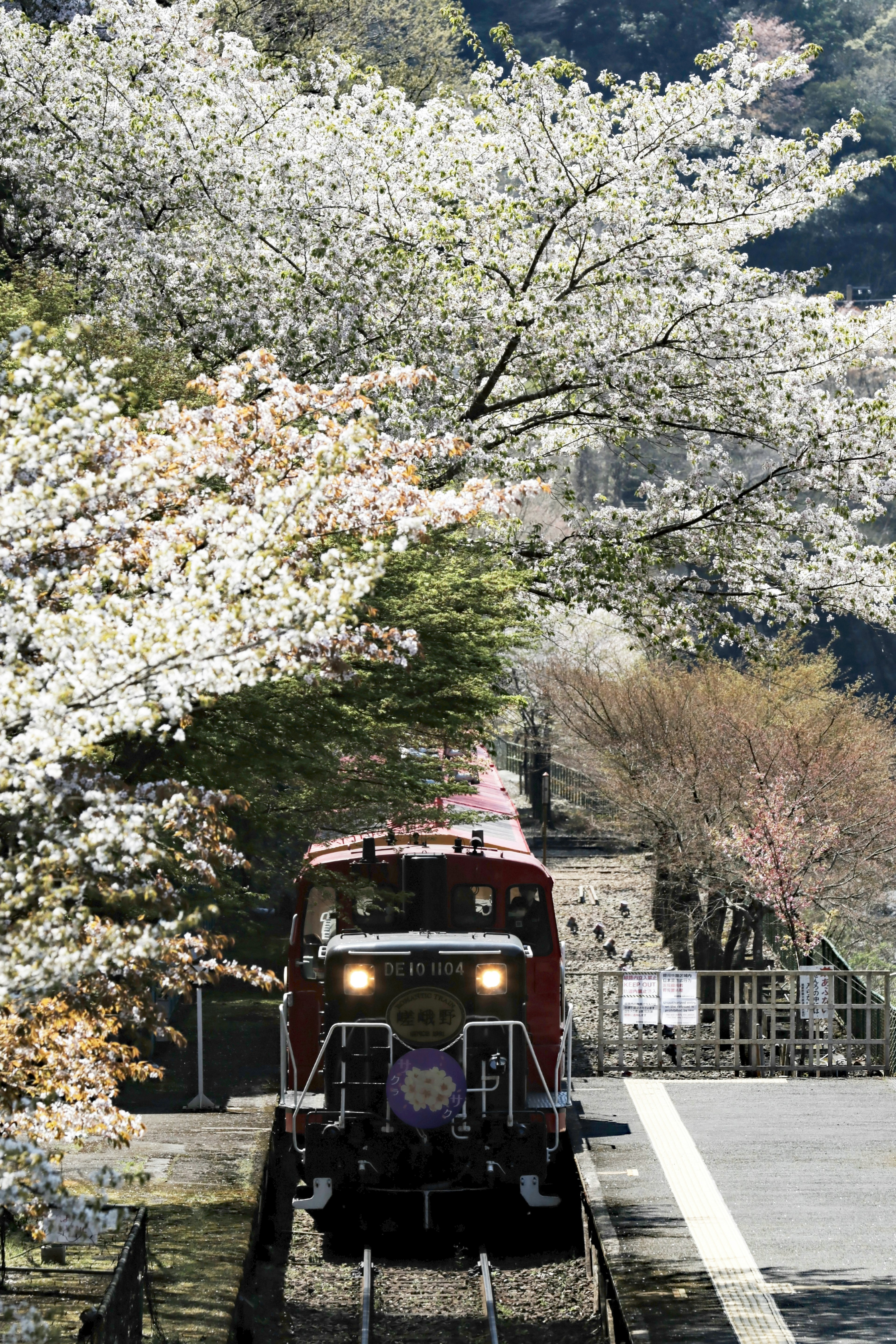 รถไฟสีแดงที่ถูกล้อมรอบด้วยต้นซากุระที่บานสะพรั่ง