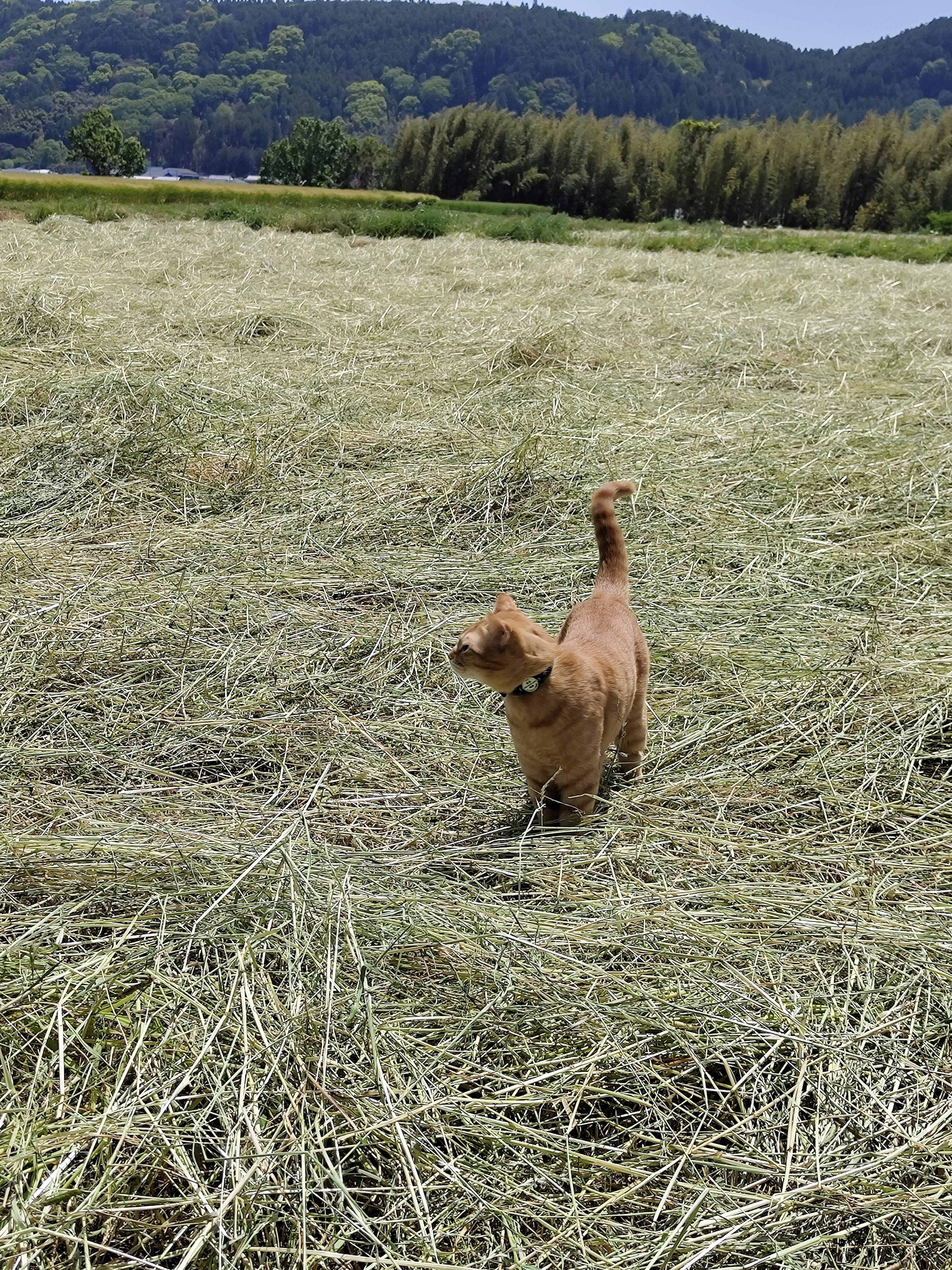 Brauner Hund rennt auf einem weiten Grasfeld mit schönen Bergen im Hintergrund