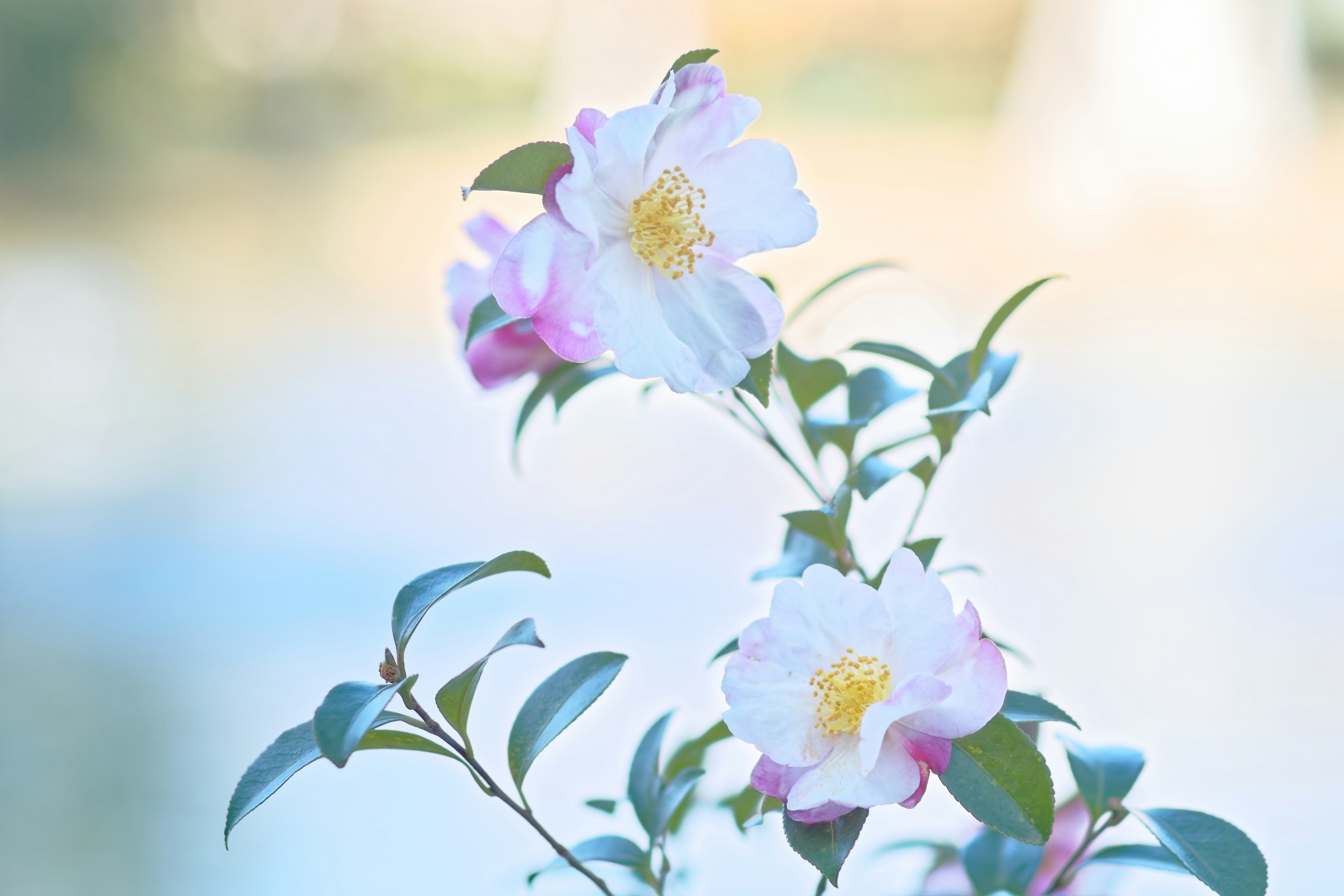 Nahaufnahme eines Pflanzen mit hellrosa Blüten und grünen Blättern