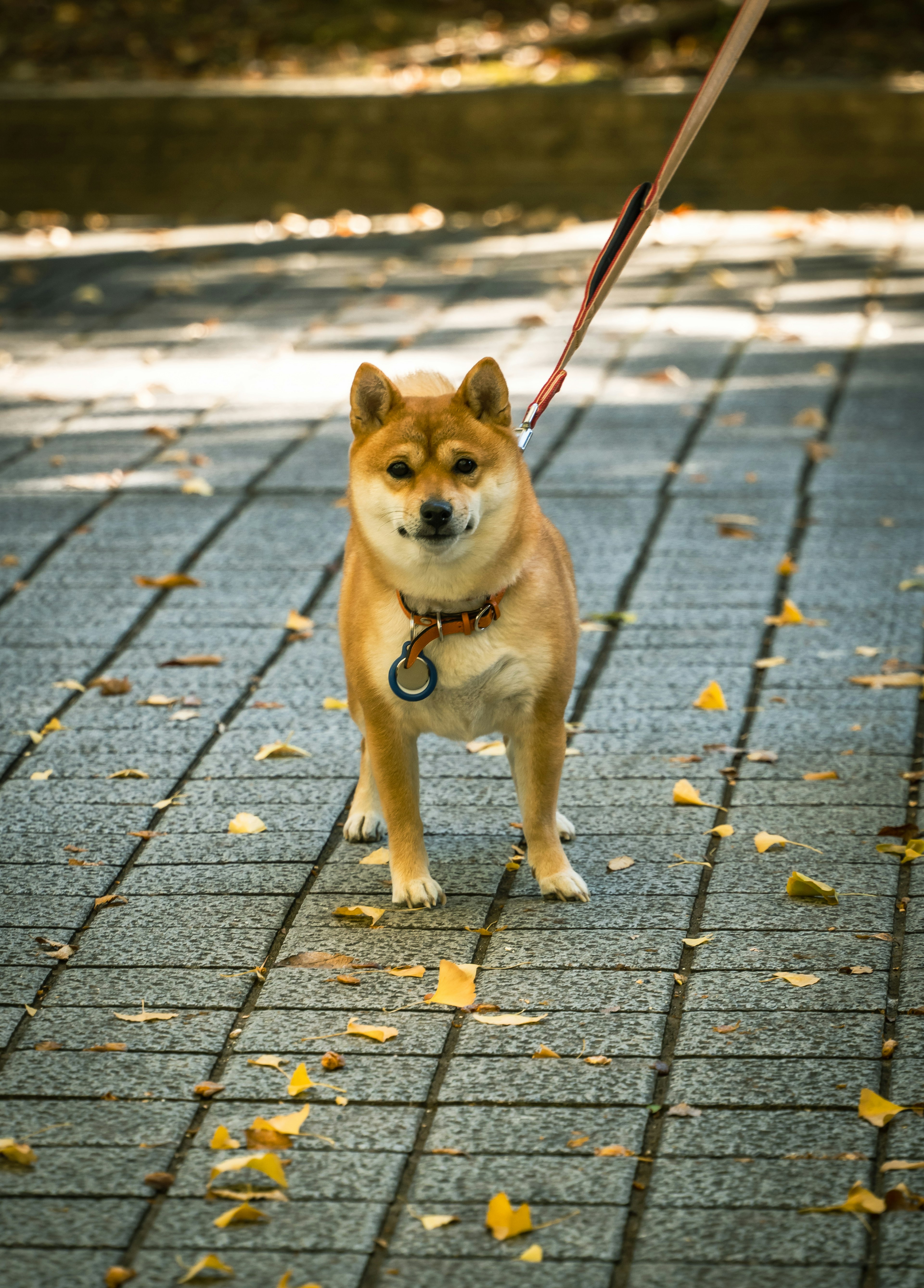 散歩中の柴犬が道の上に立っている様子