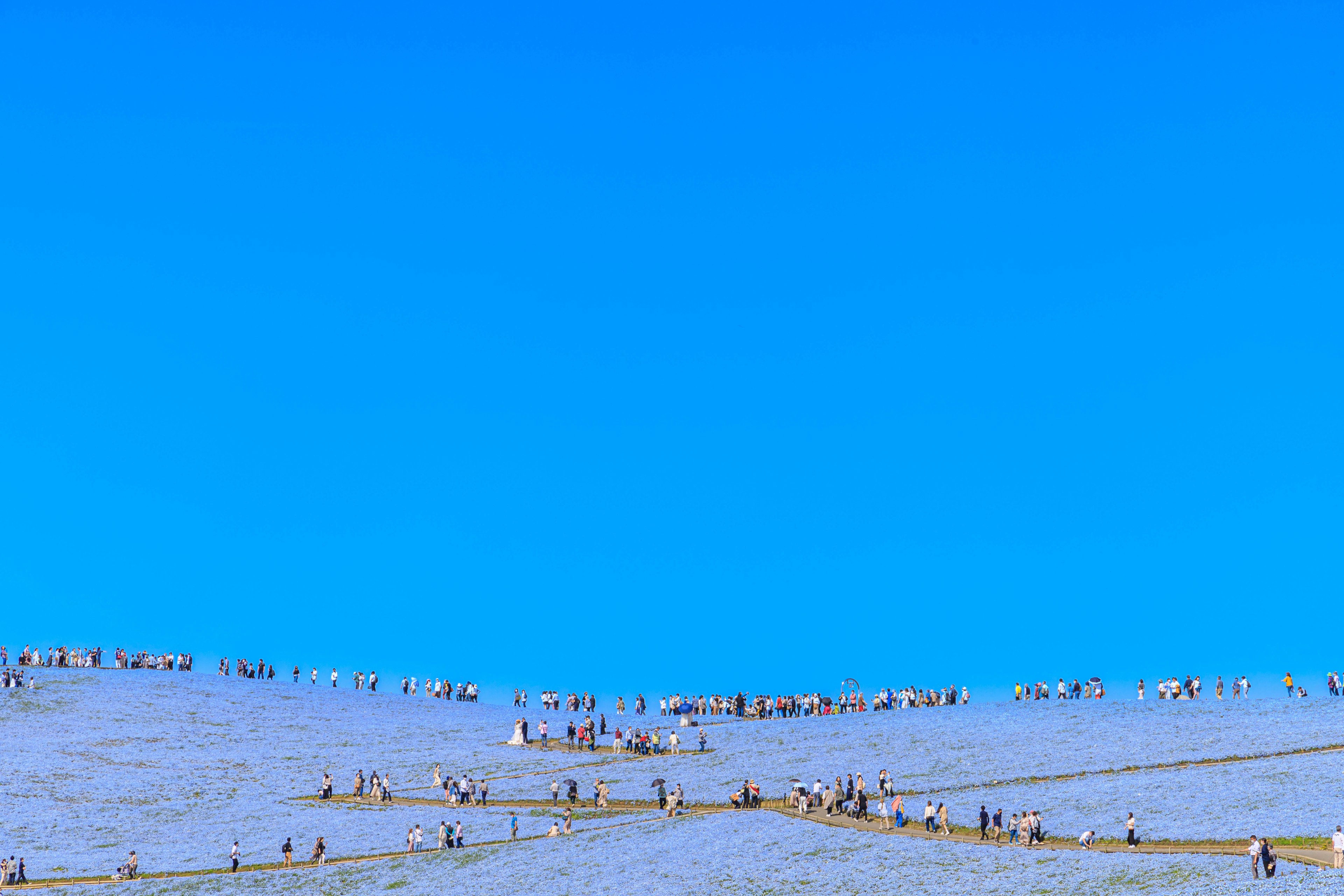 Sheep scattered across a snowy landscape under a blue sky