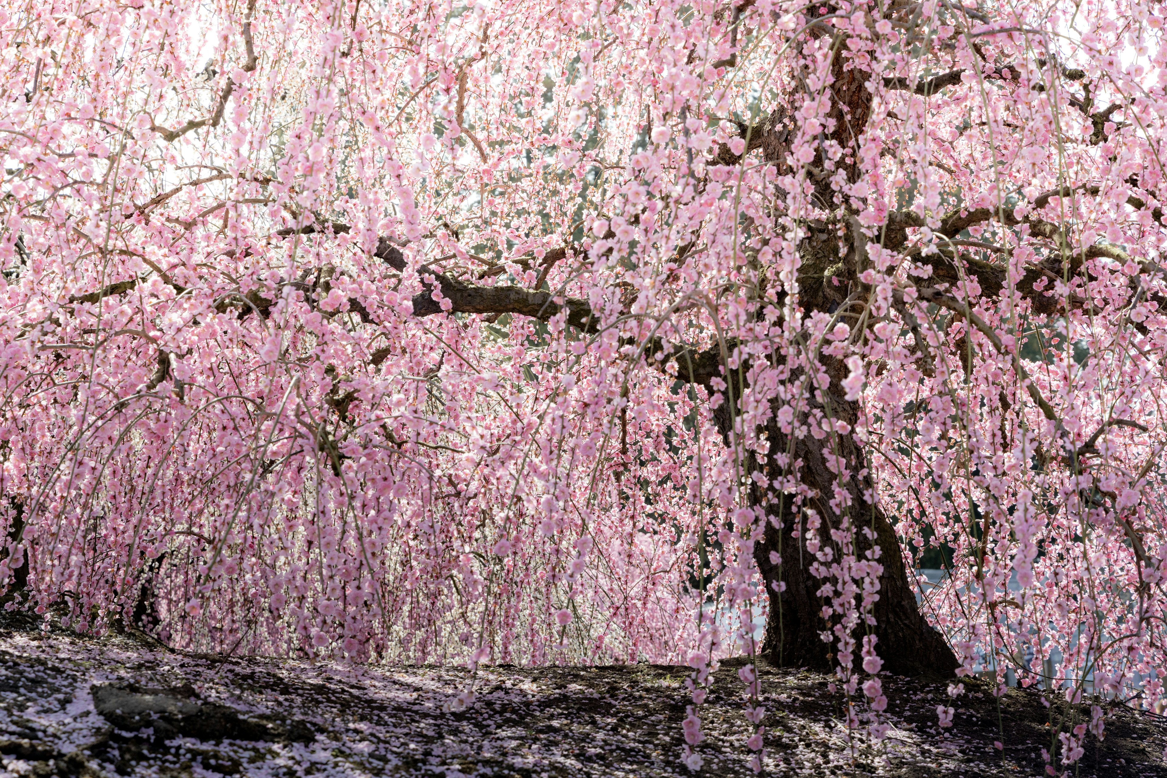 Un paesaggio con un albero di ciliegio in fiore con bellissimi fiori rosa