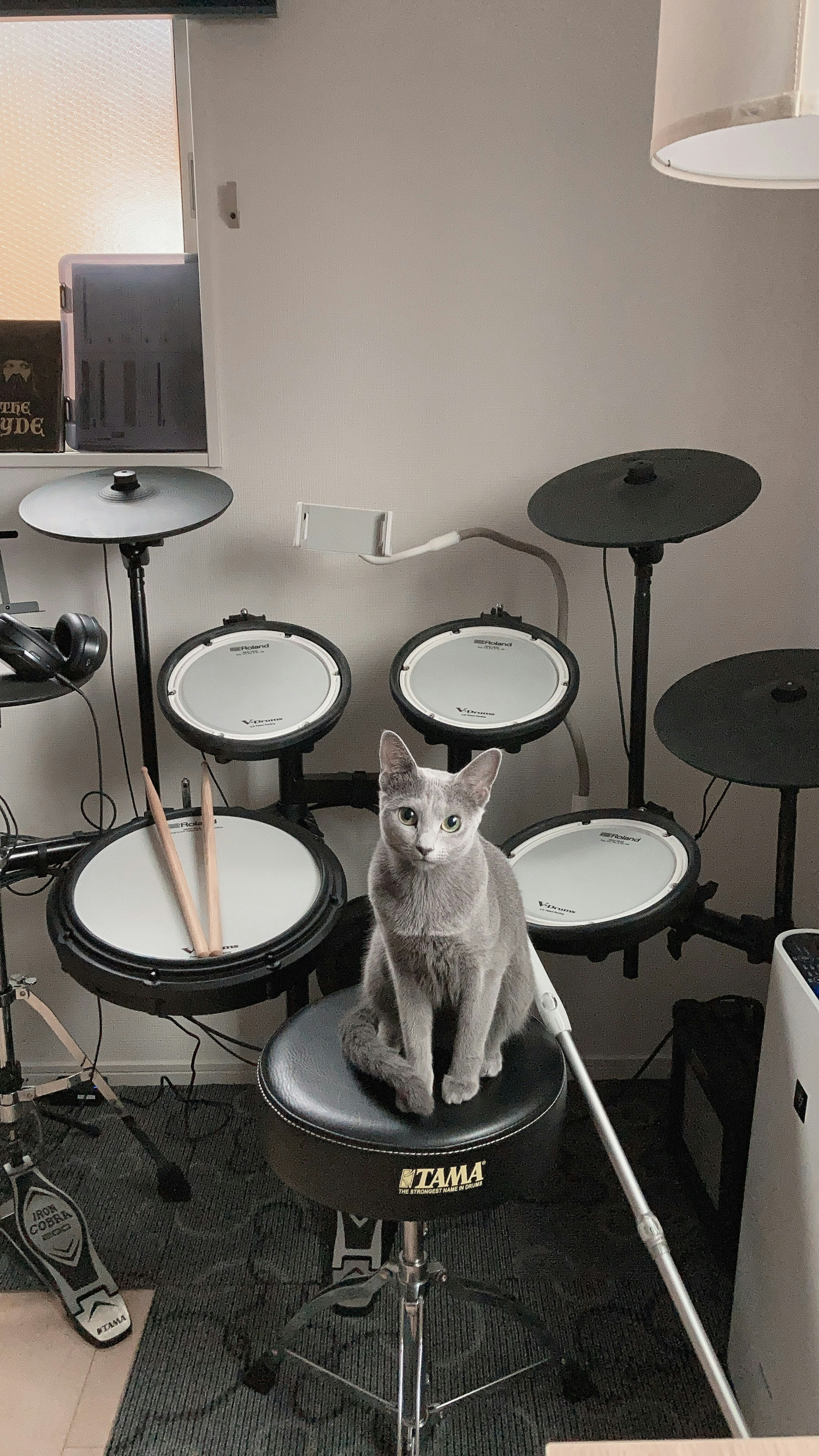 Kucing abu-abu duduk di kursi drum di depan drum elektronik