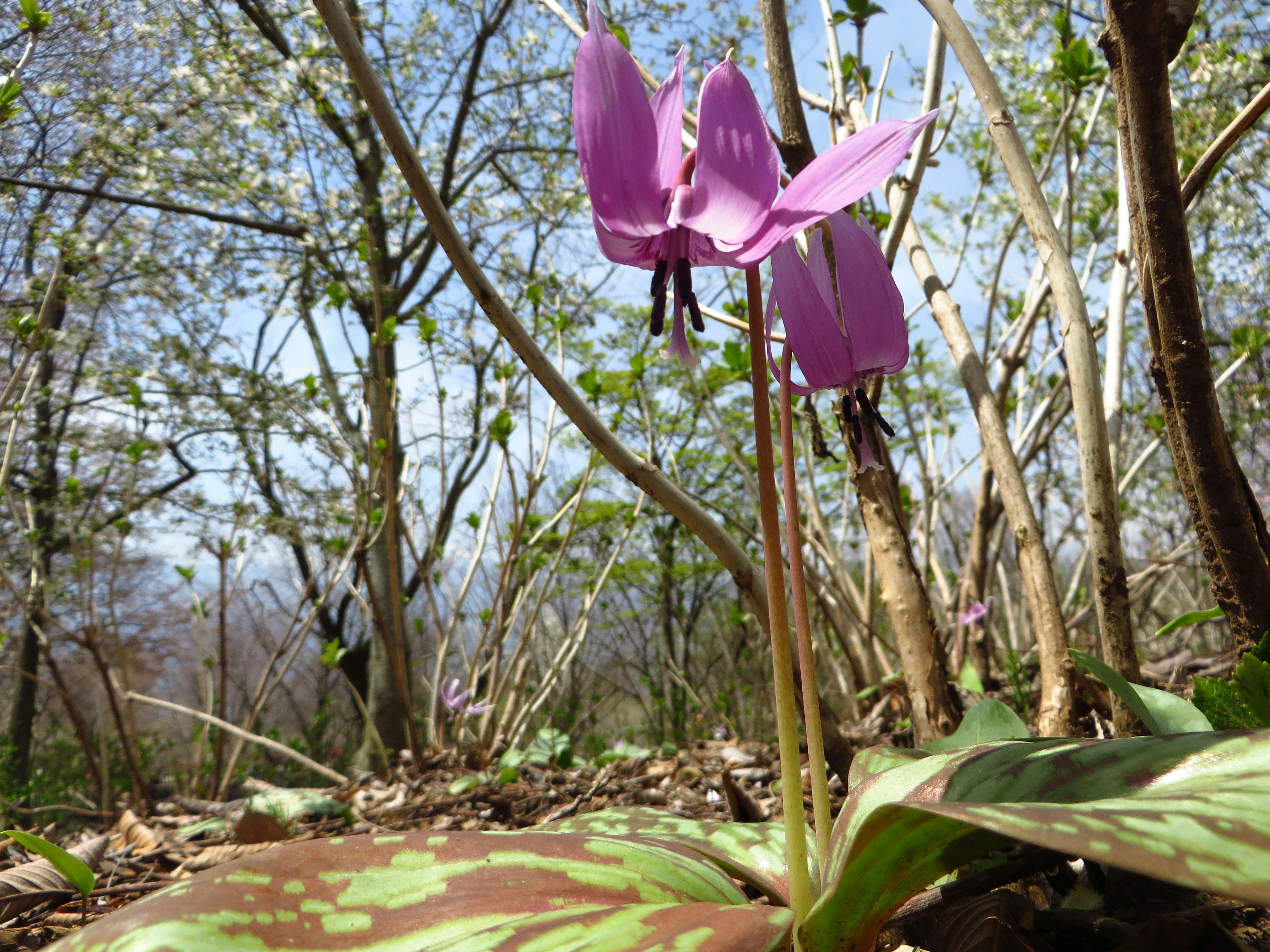 Lila Blume mit grünen Blättern in einer Waldumgebung