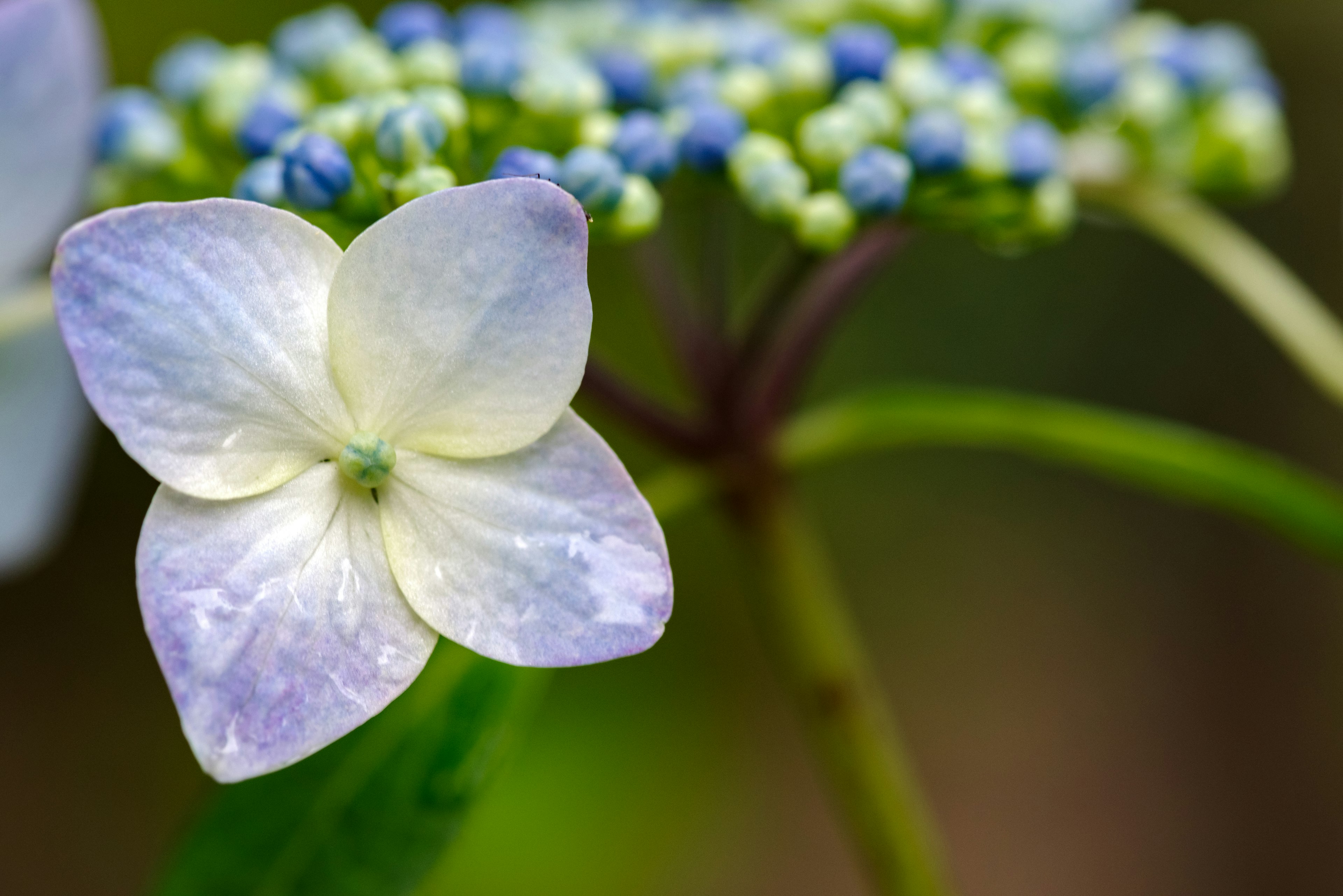 Primer plano de una hortensia con pétalos morados claros y pequeñas flores azules