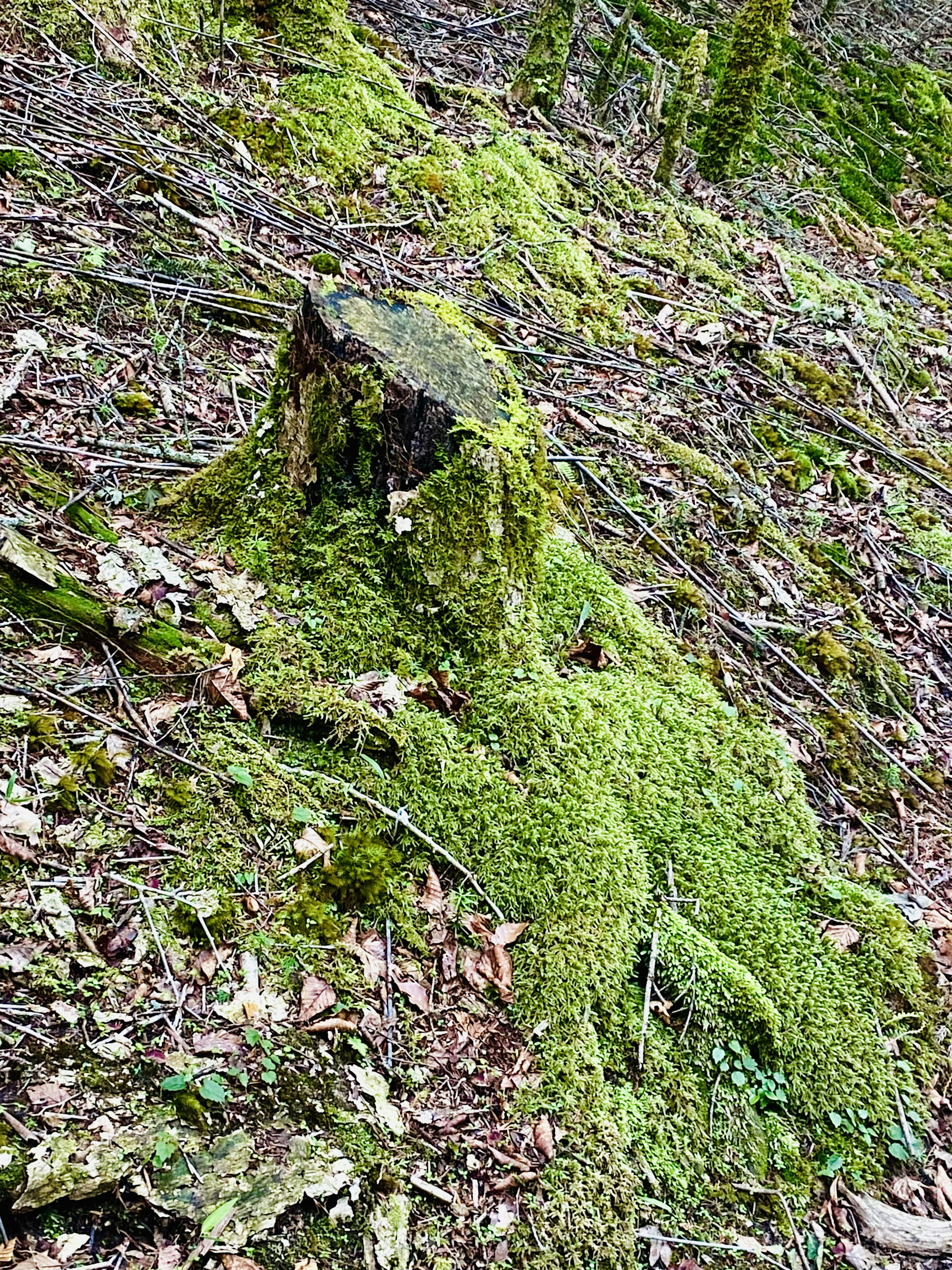 Stump yang ditutupi lumut dikelilingi oleh daun yang jatuh di lingkungan hutan