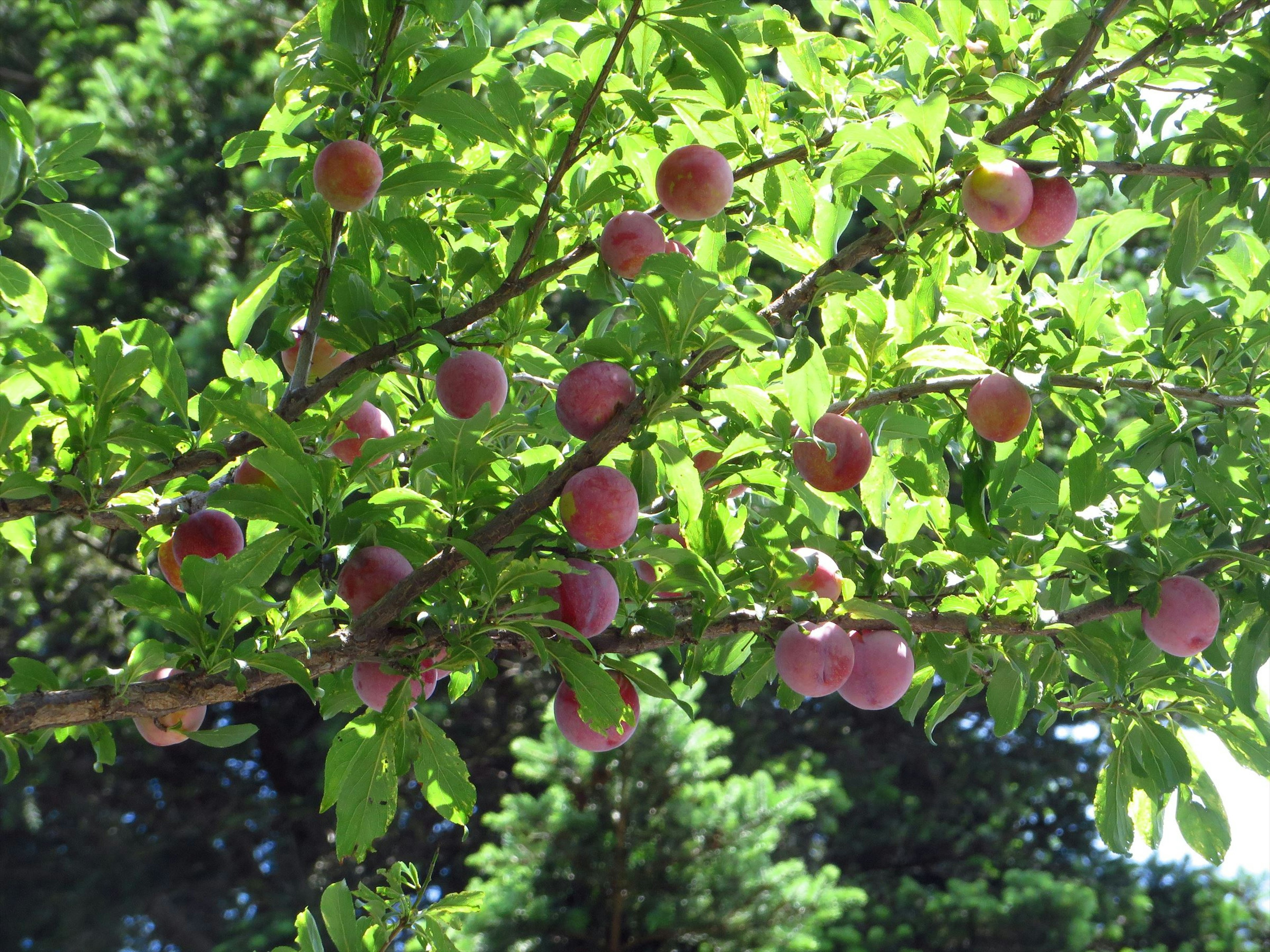 Branches of a fruit tree laden with reddish-purple fruits among green leaves