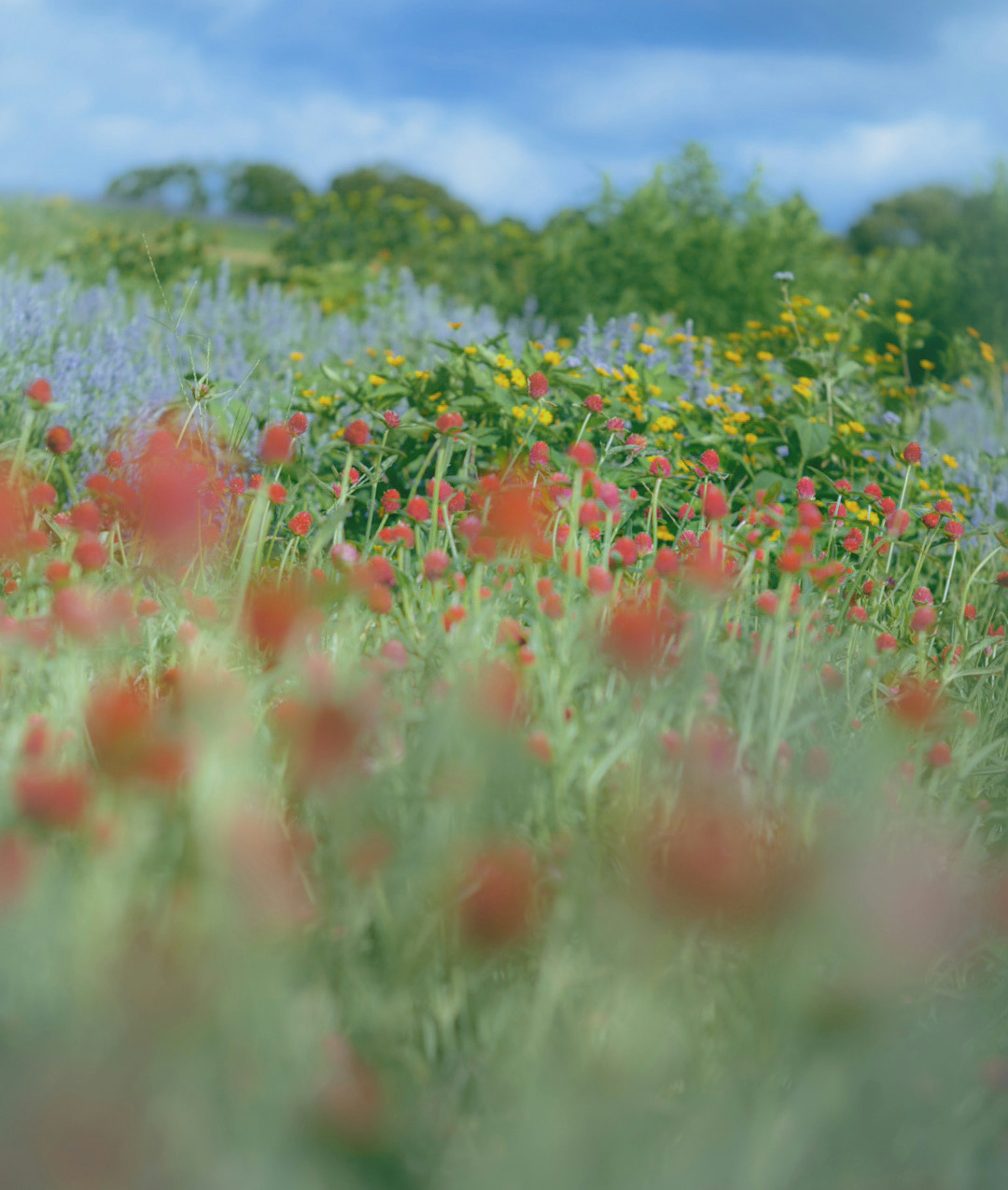 Field of red flowers with green plants and blue sky in the background