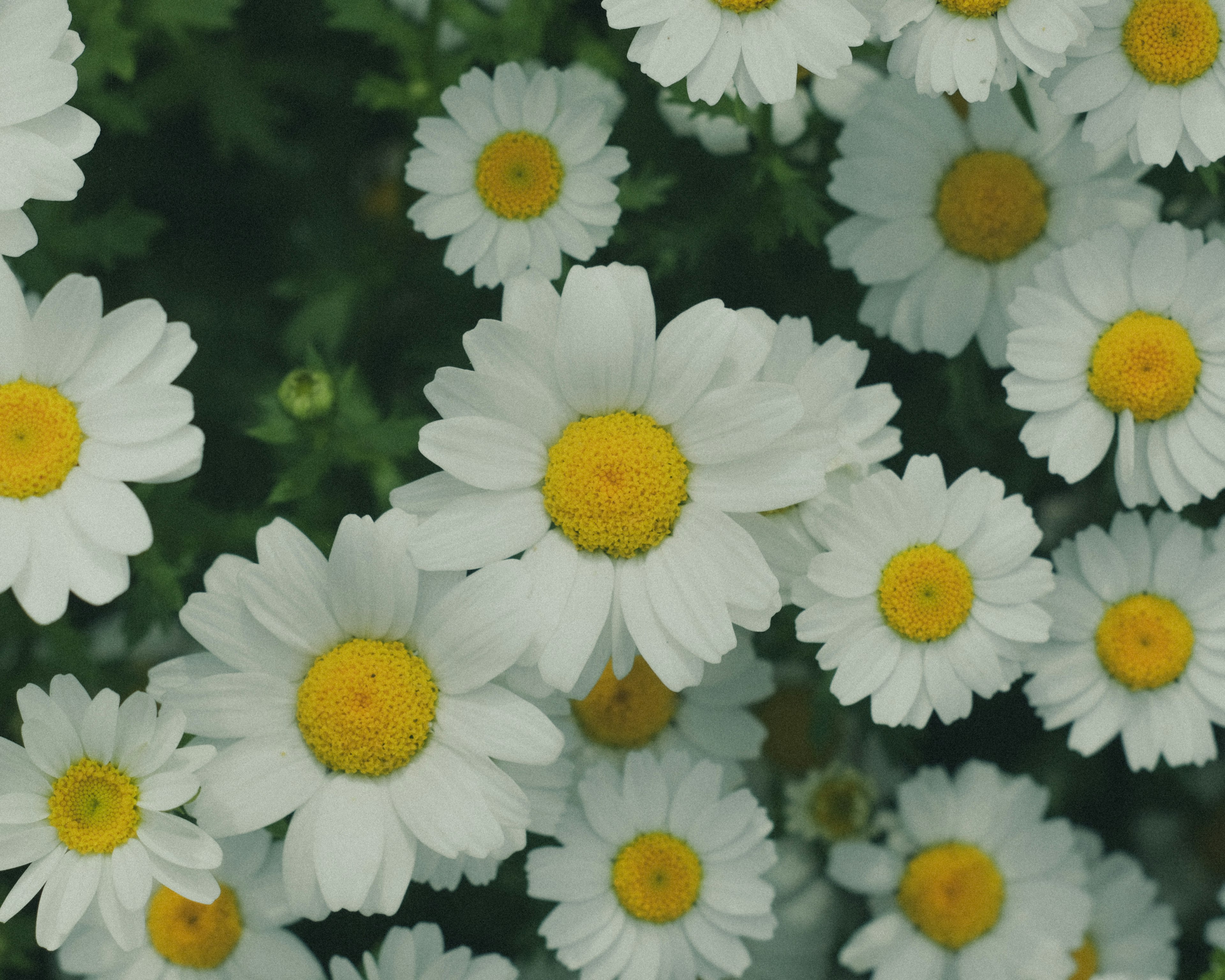 Cluster of white flowers with yellow centers