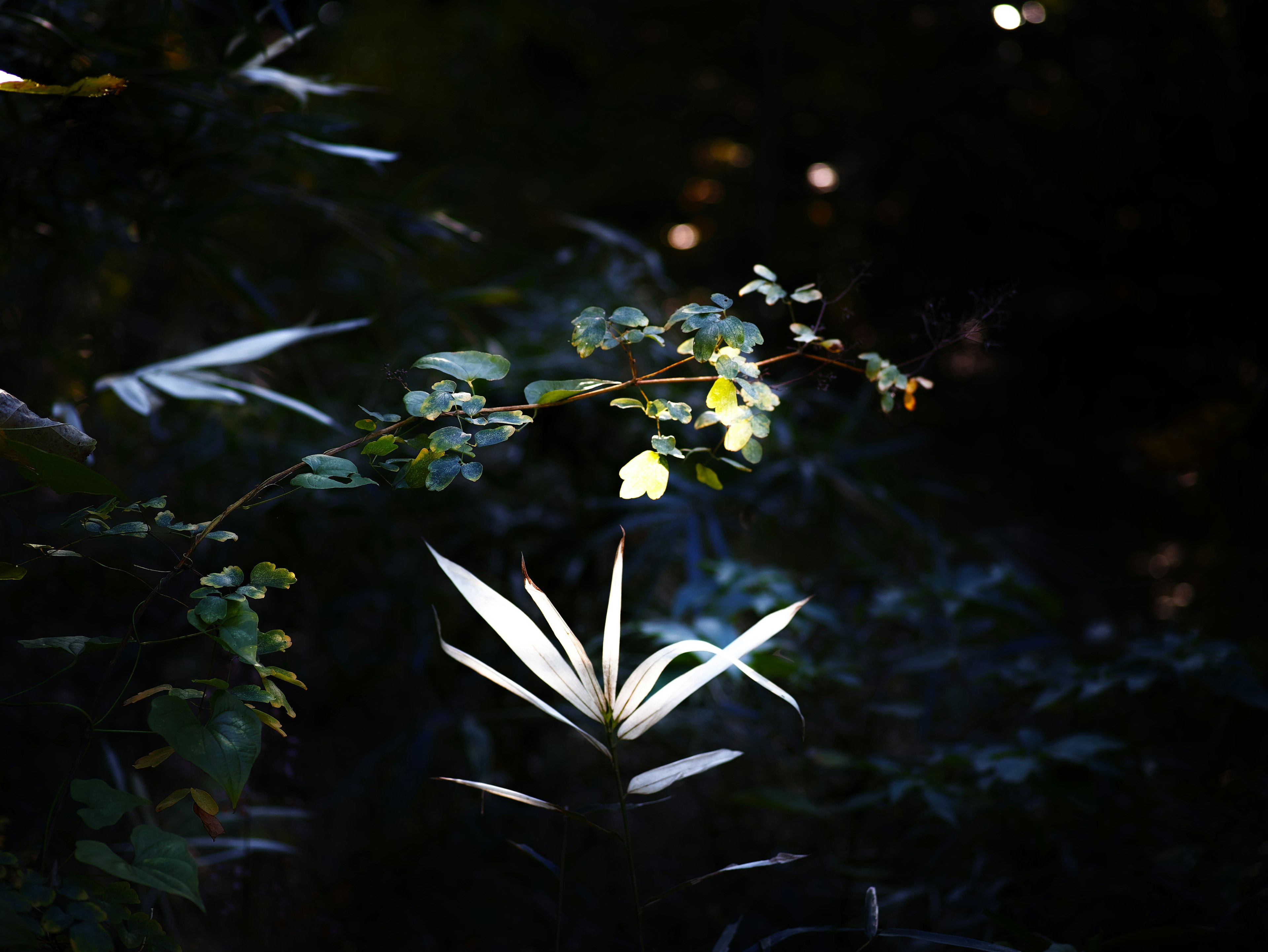 Hojas y plantas brillantes iluminadas contra un fondo oscuro