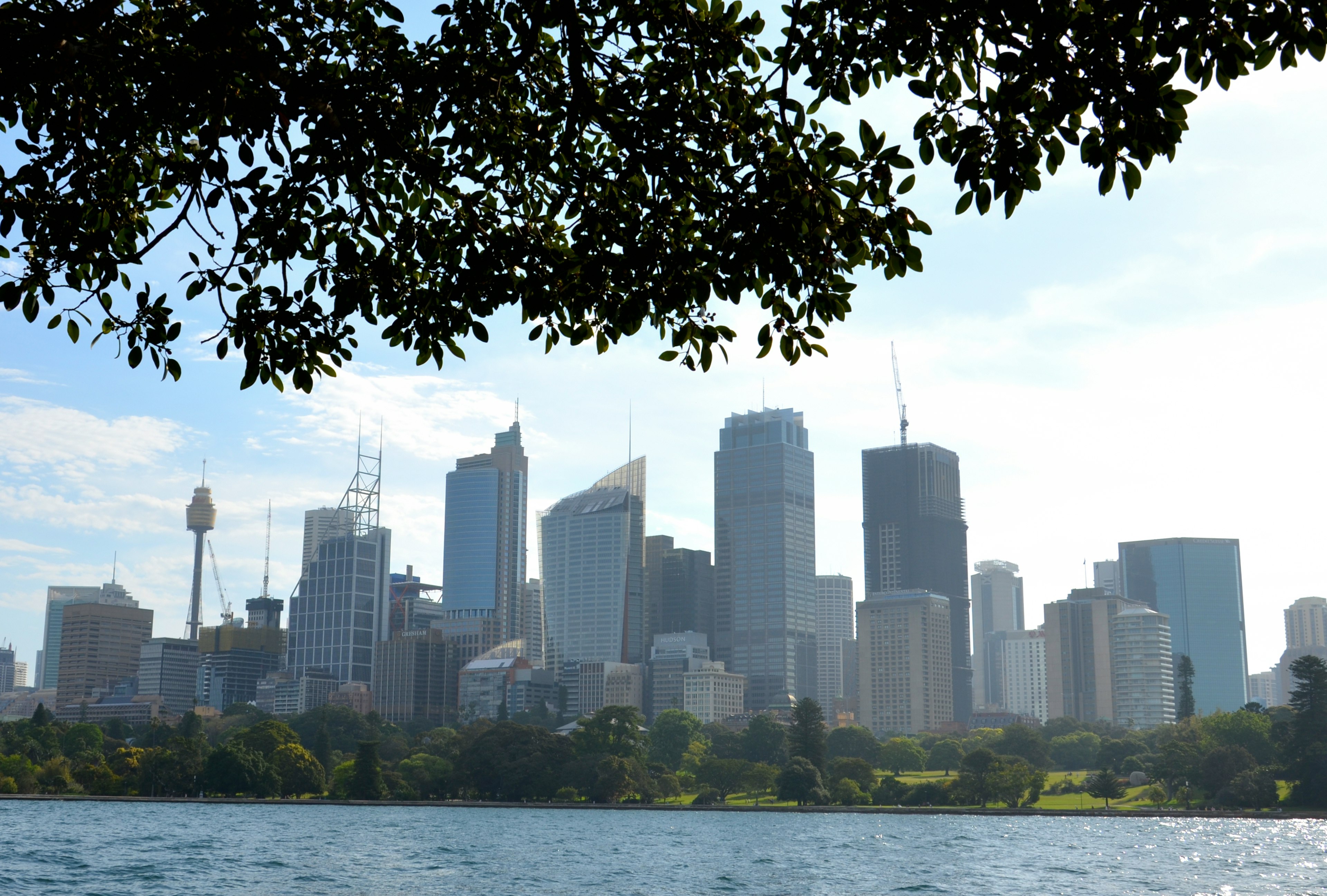 Skyline von Sydney vom Wasser aus mit Bäumen im Vordergrund