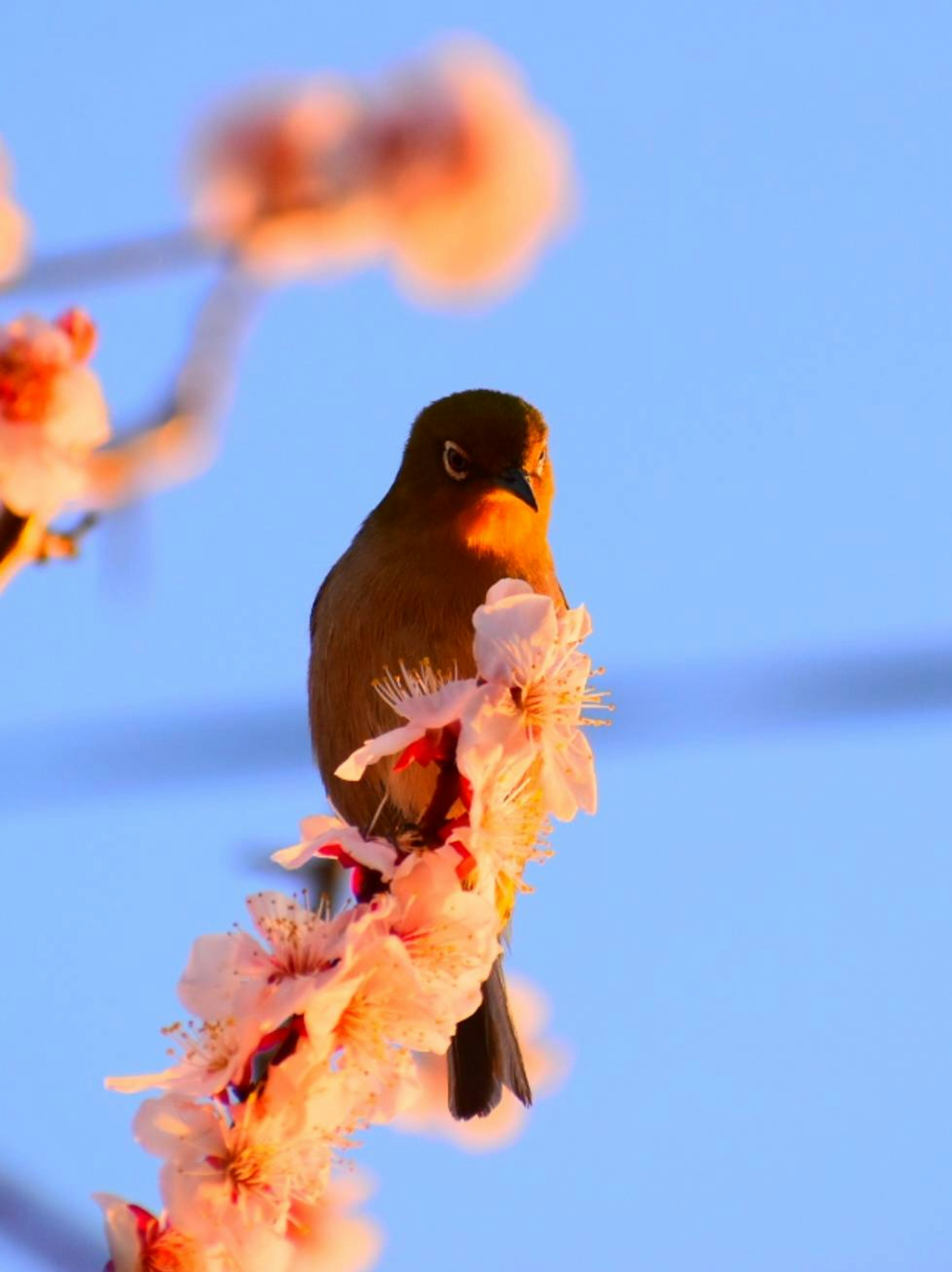 Un pequeño pájaro posado en una rama florecida contra un cielo azul