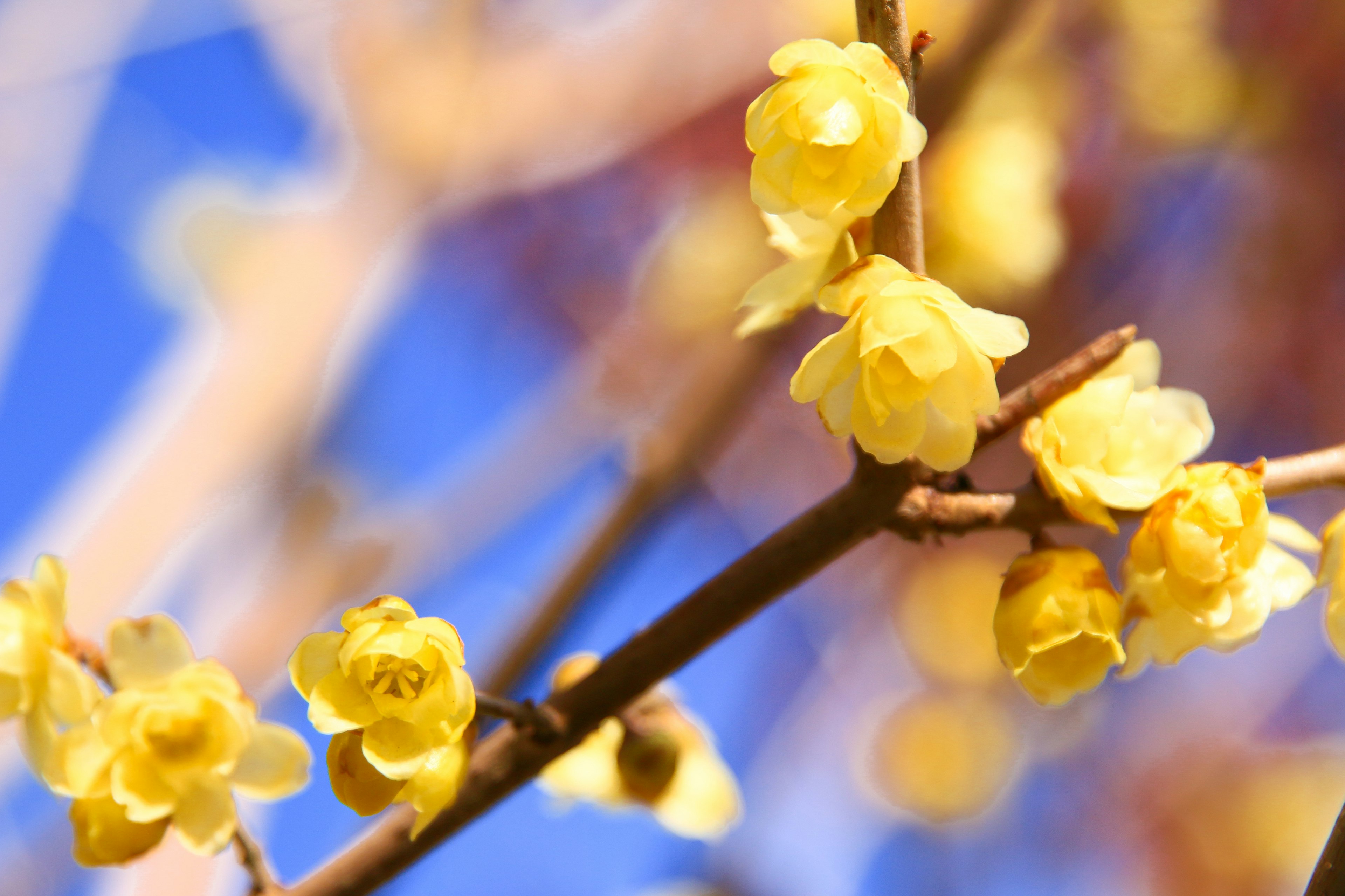 Nahaufnahme von gelben Blumen an einem Zweig vor einem blauen Himmel