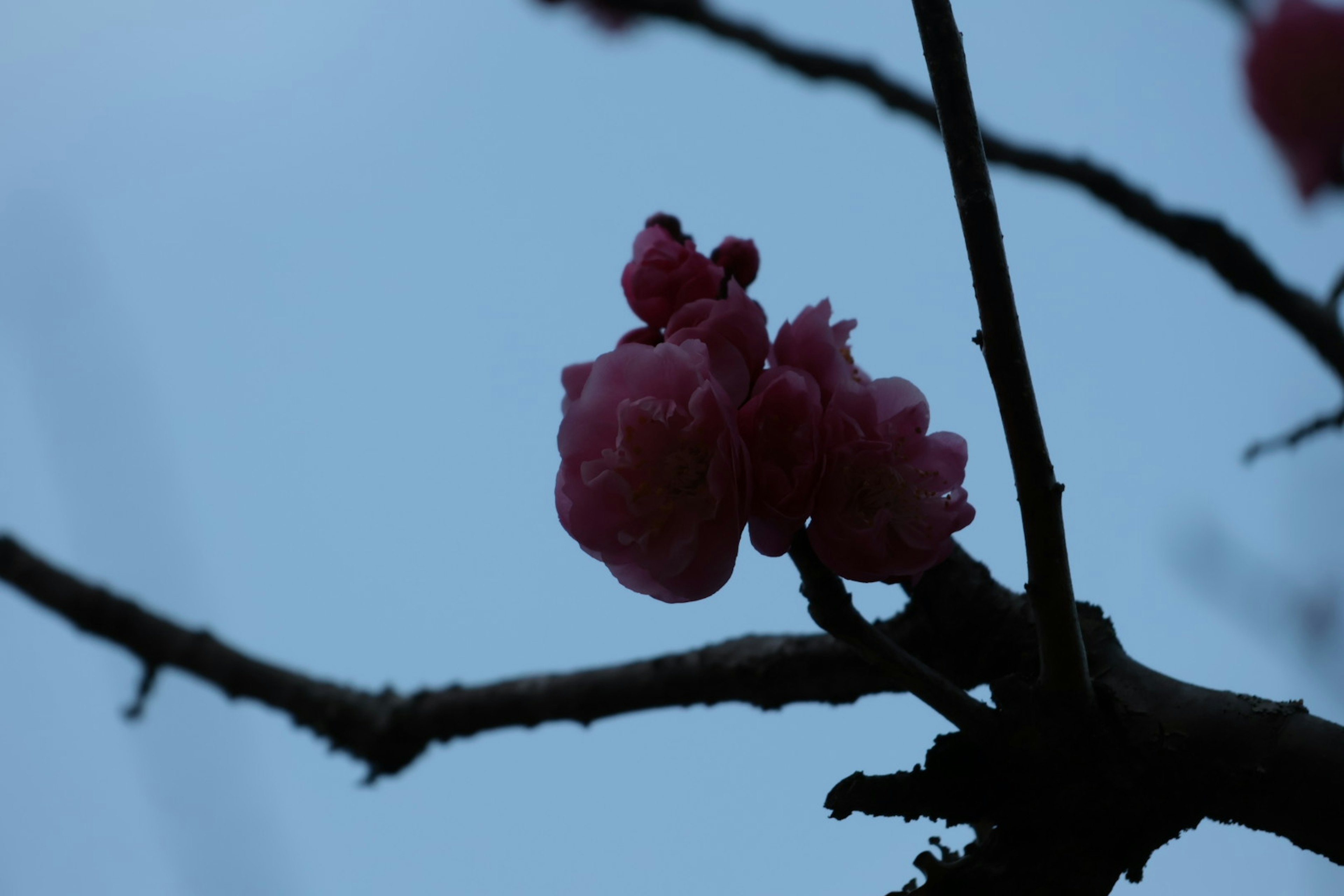 A branch with pink flowers under a dim sky