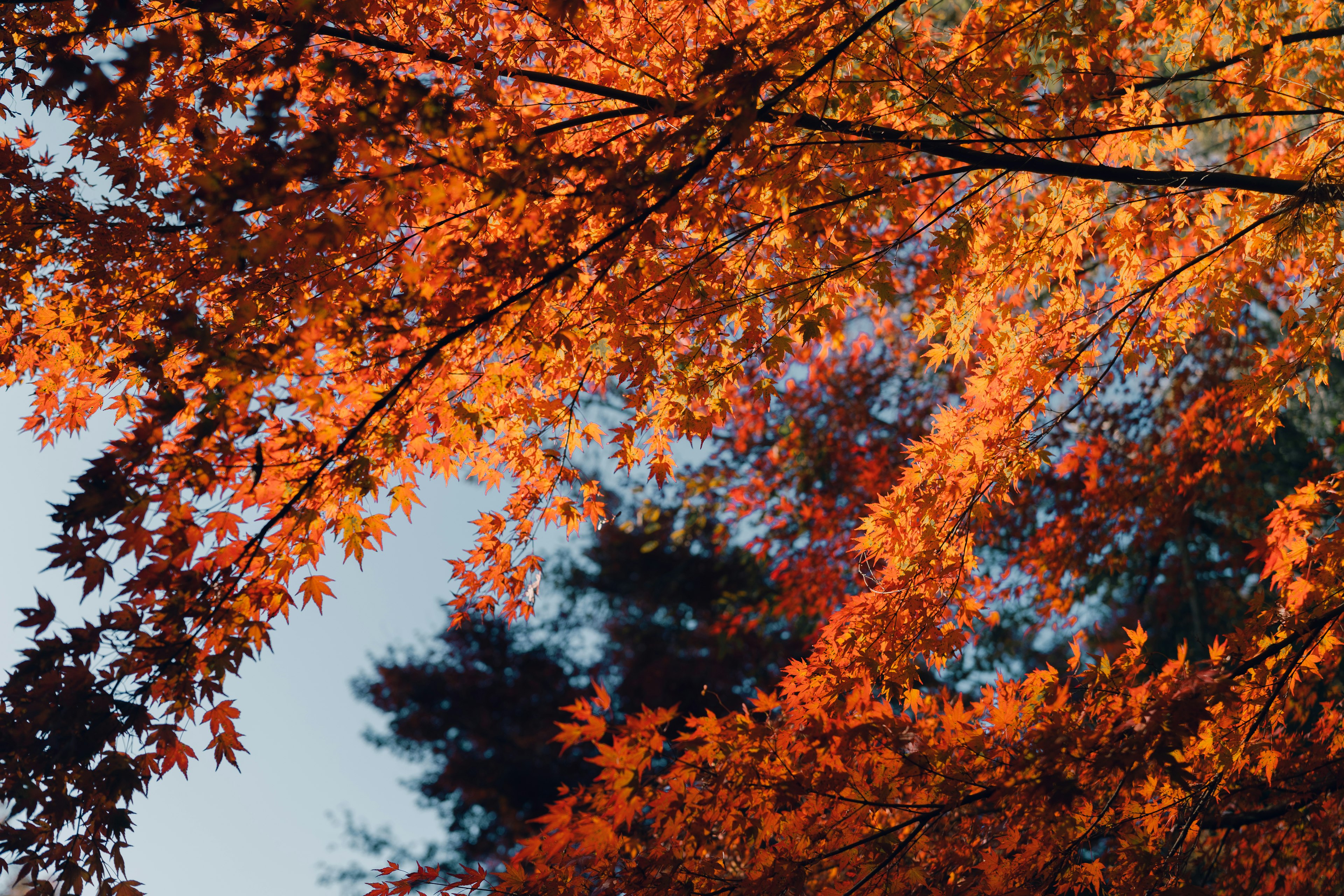 Lebendige Herbstblätter, die zum Himmel zeigen