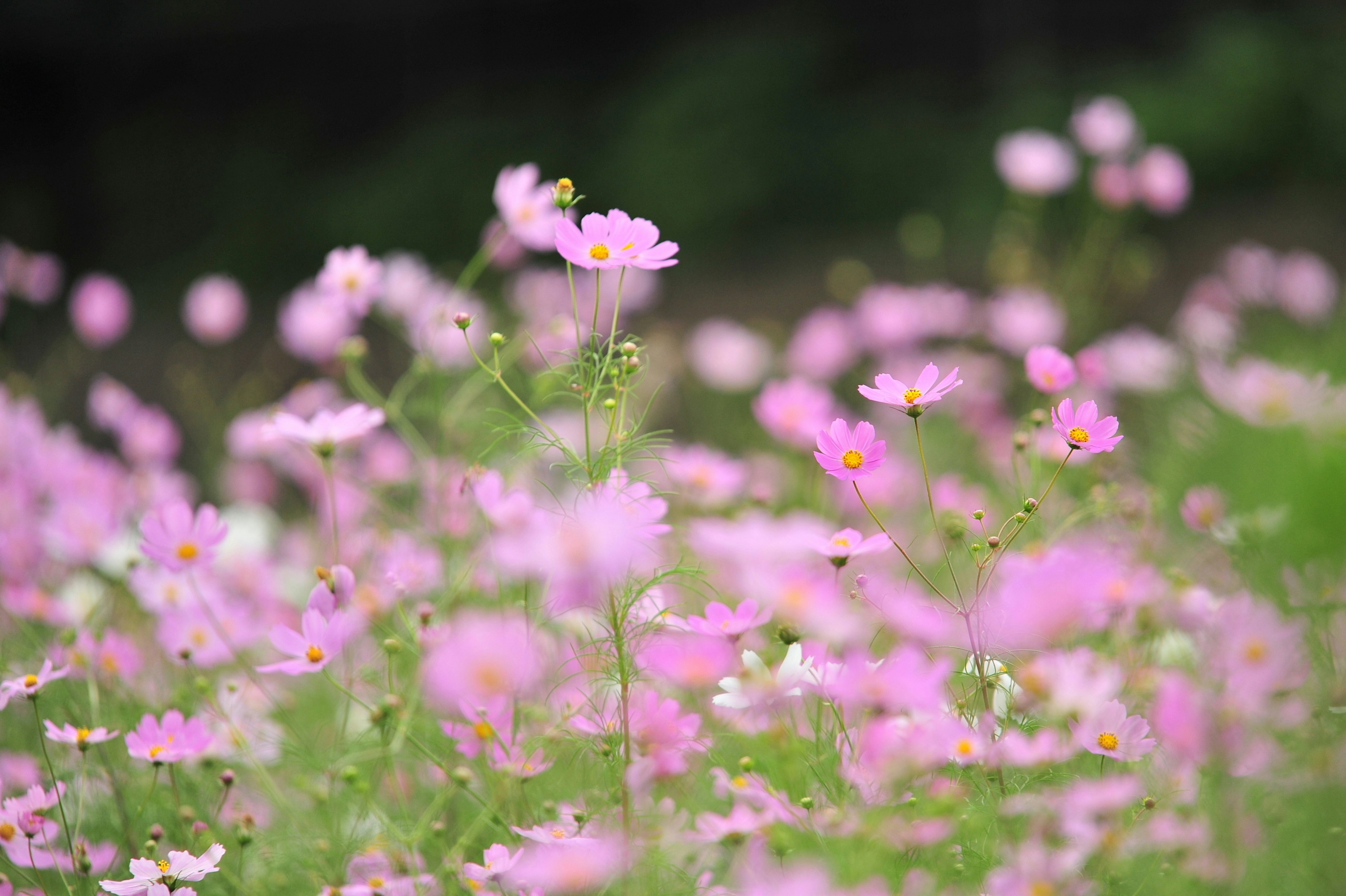 Fiori rosa morbidi che sbocciano in un campo rigoglioso