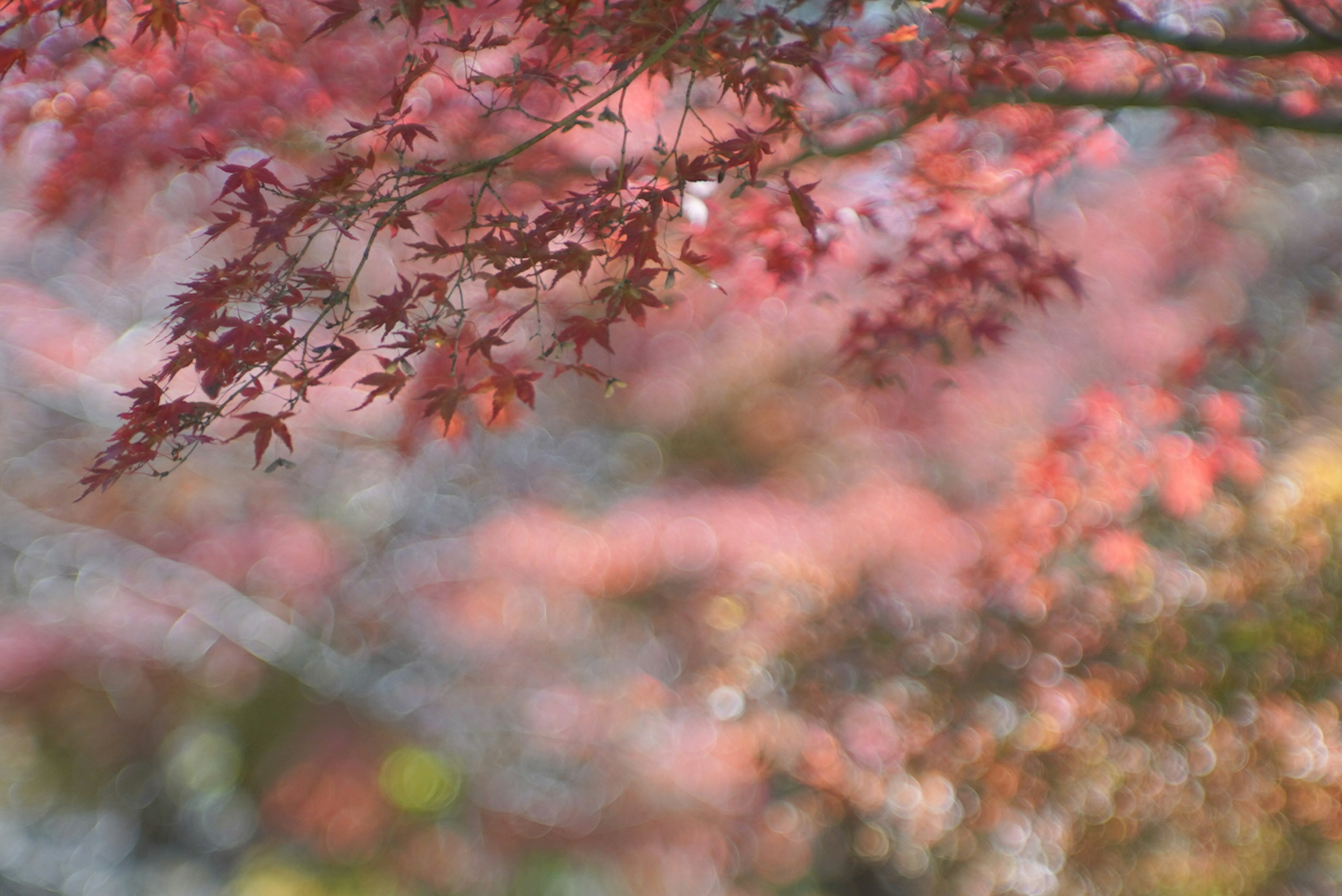 色鮮やかな紅葉の葉が柔らかい光の中で揺れている風景