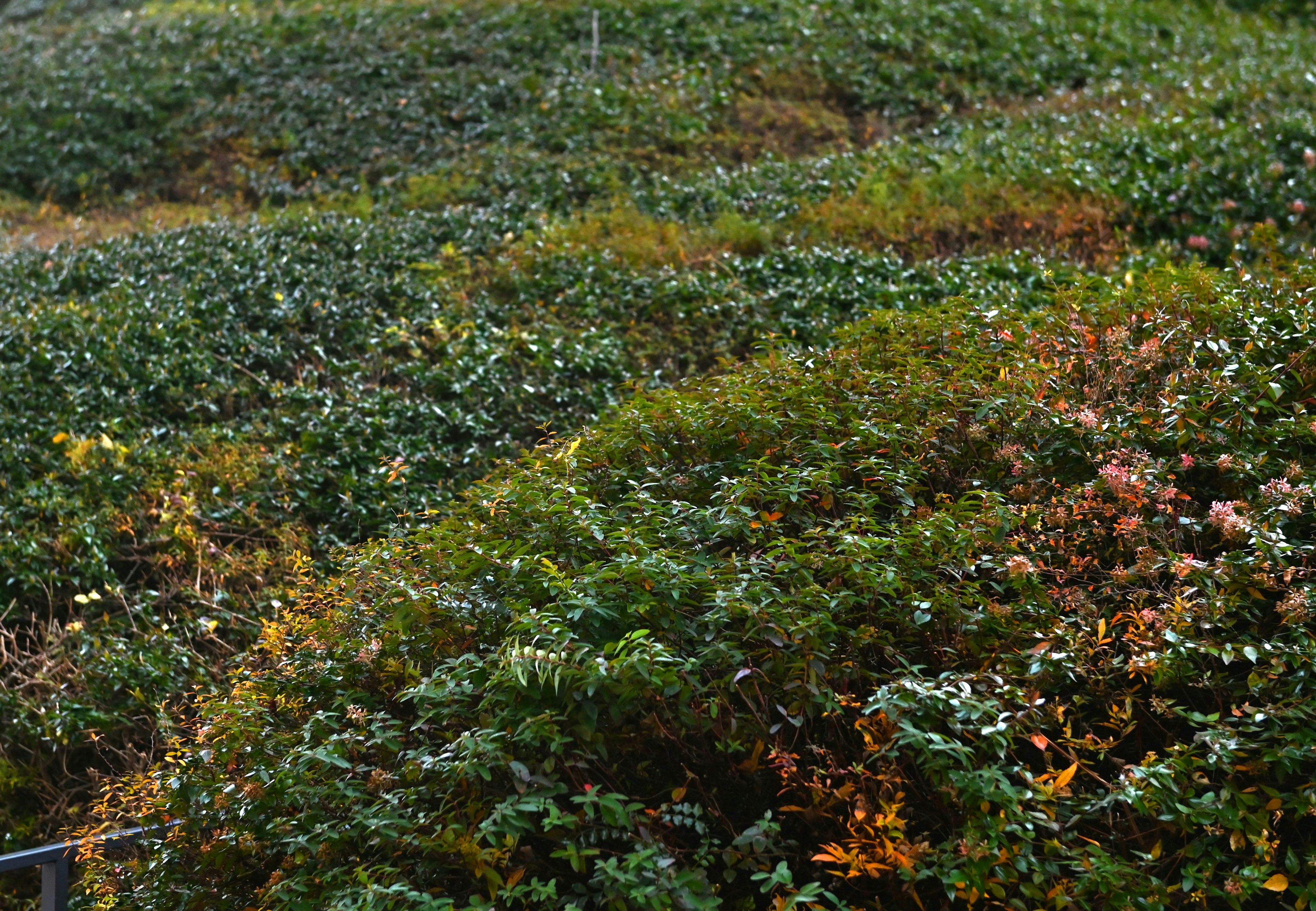 多様な緑と紅葉の植物が重なり合う風景