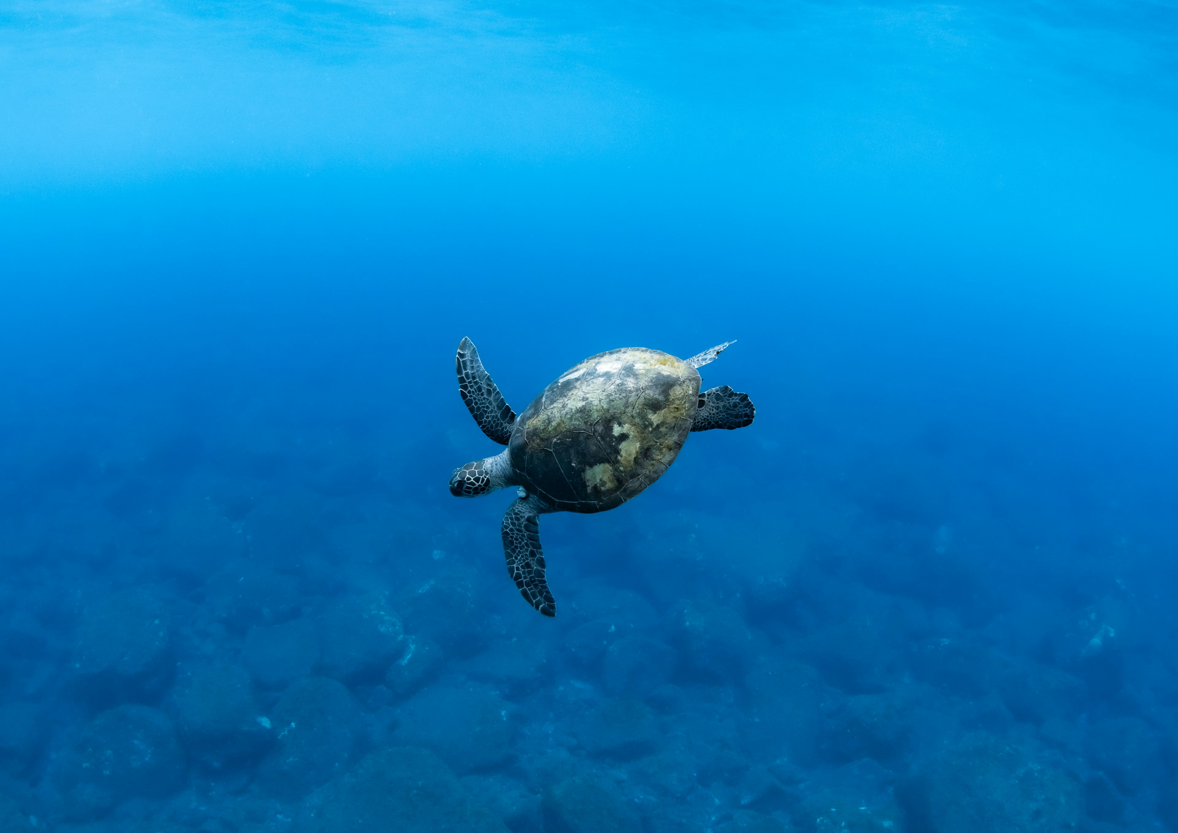 海の中を泳ぐ亀の画像