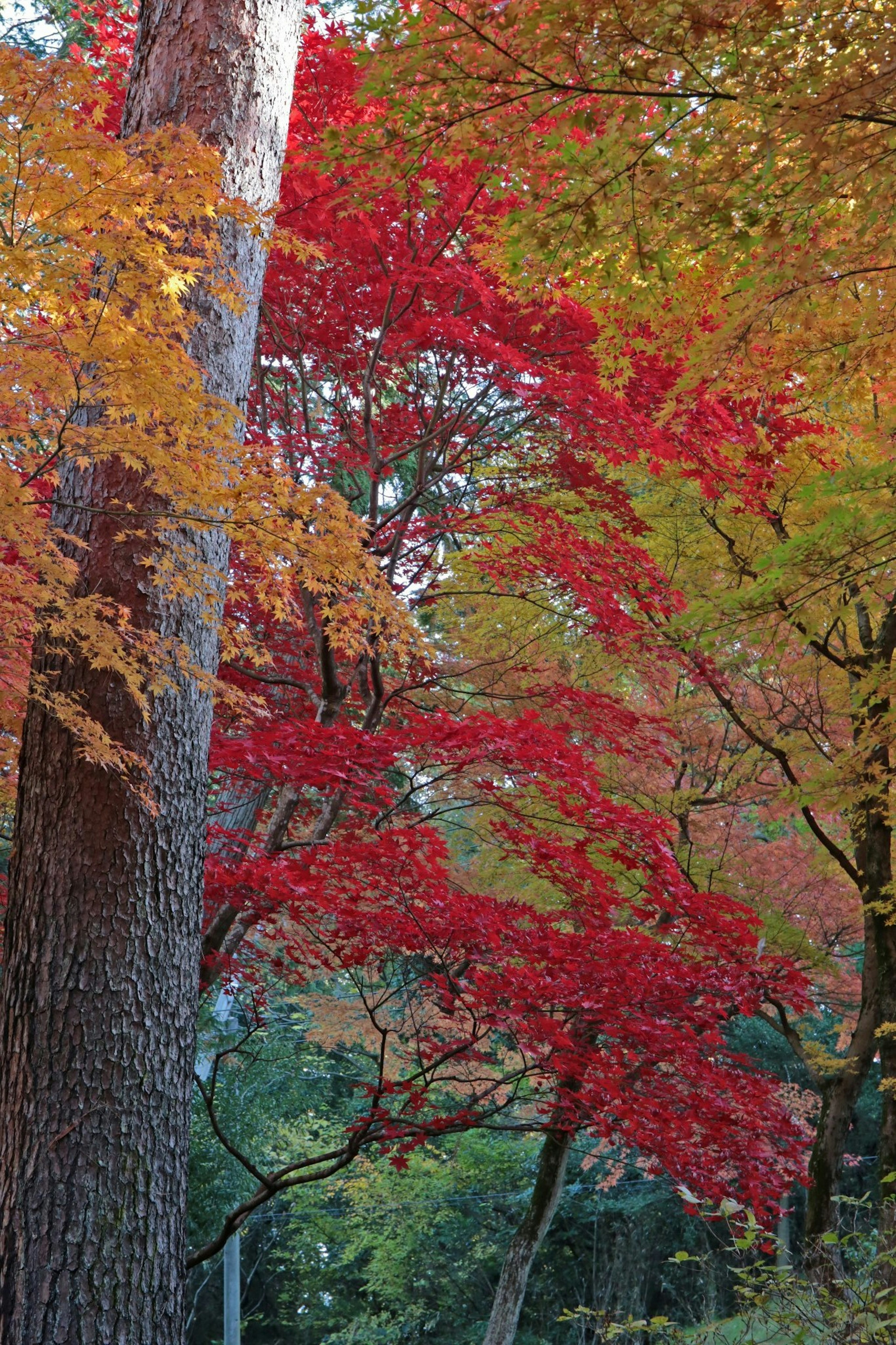 Una escena forestal con un follaje otoñal vibrante en tonos rojos y naranjas