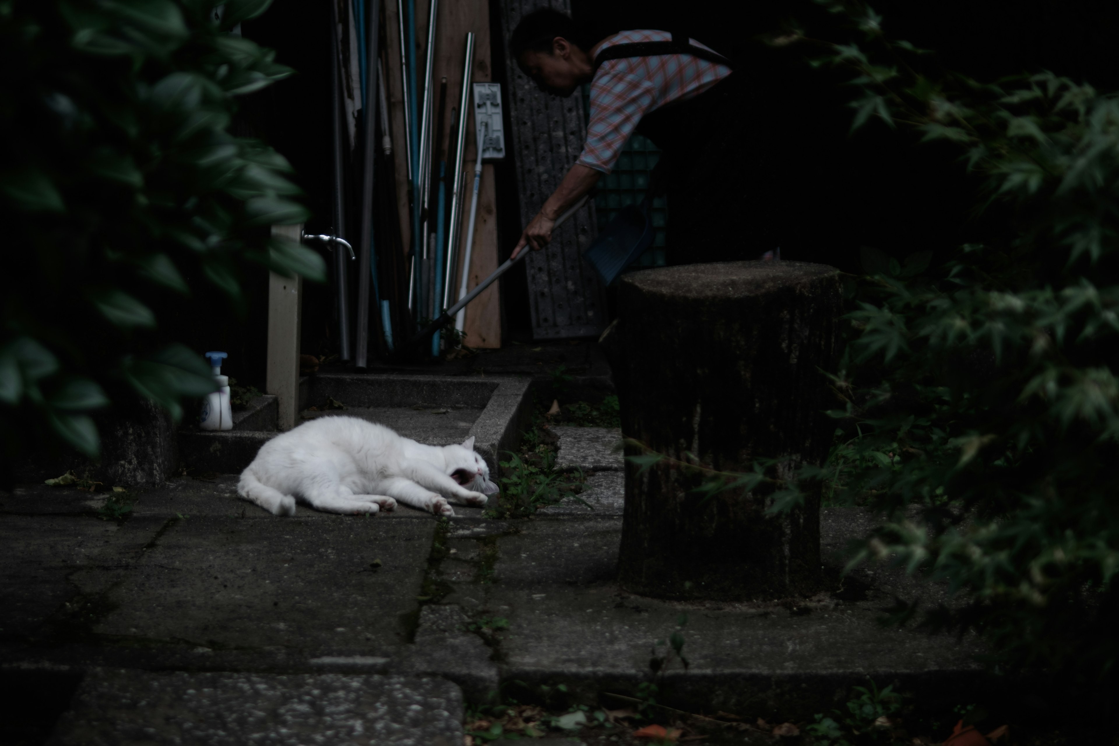 白い猫が道の上で寝そべっている背景に人が掃除をしている