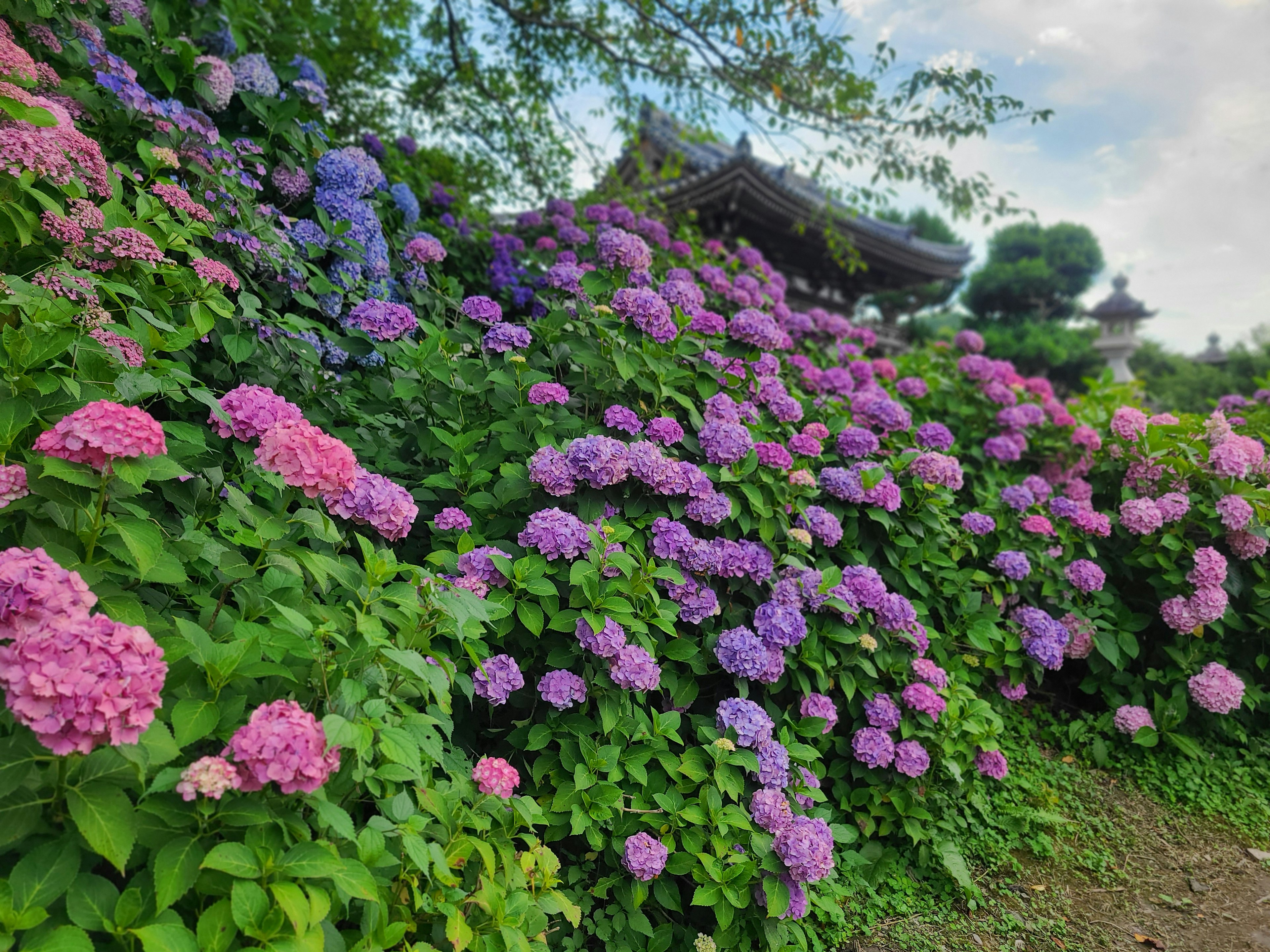 Hortensia berwarna-warni dalam nuansa merah muda dan ungu mekar di taman