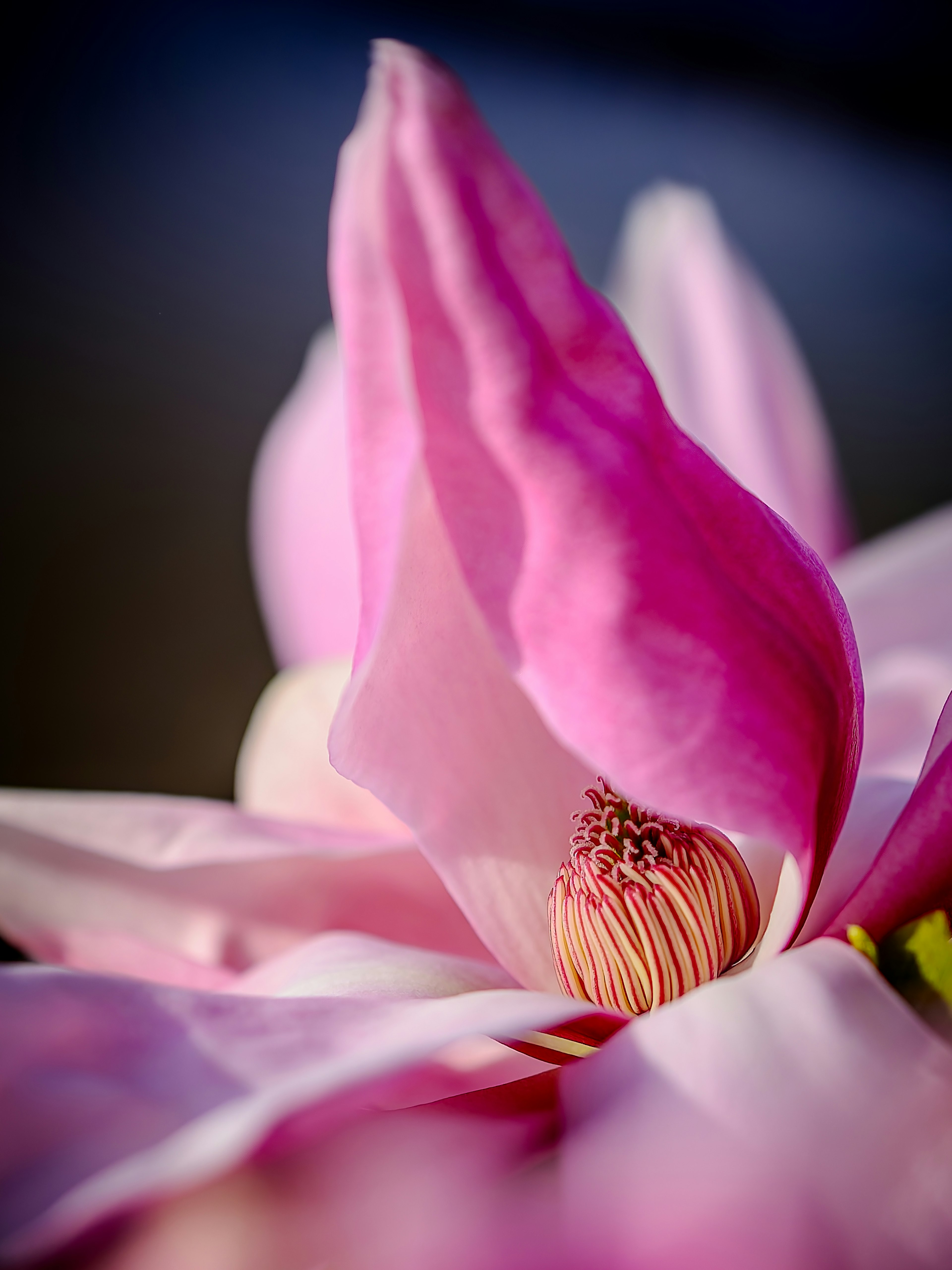 Gros plan d'une fleur de lotus rose mettant en valeur des pétales délicats et son centre