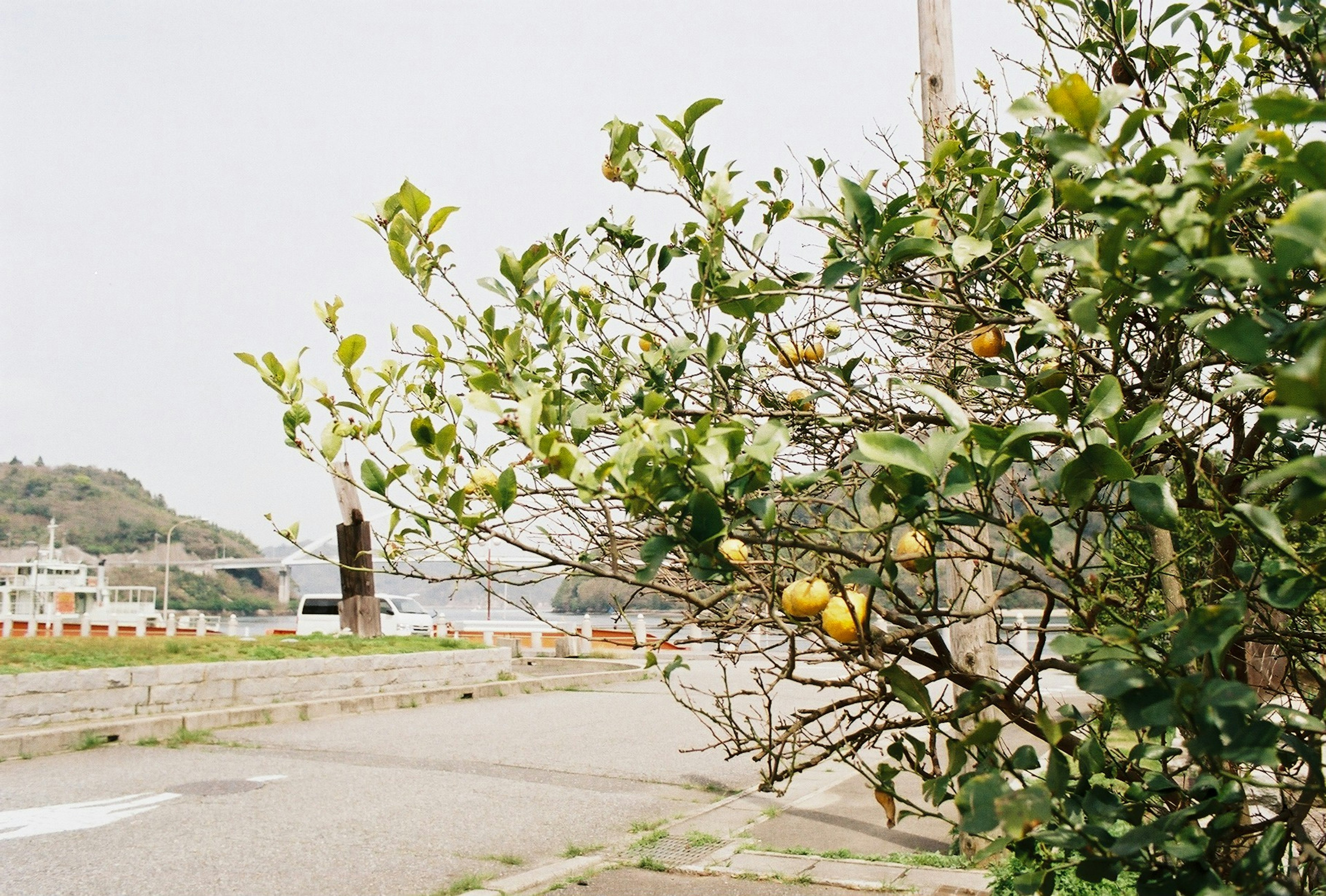 Árbol de cítricos junto al mar con paisaje circundante