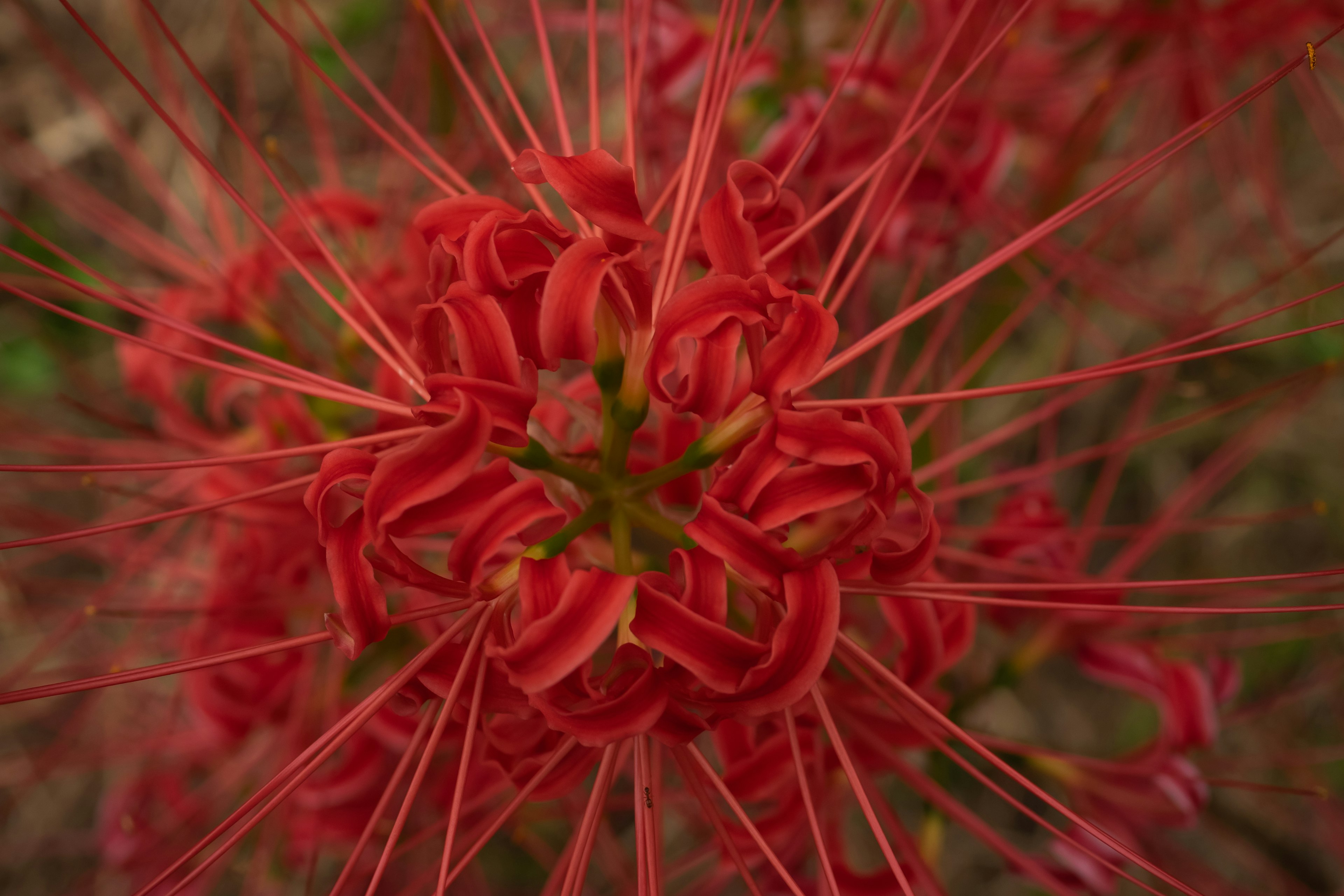 Gros plan d'une fleur rouge vibrante avec des pétales fins et une structure complexe