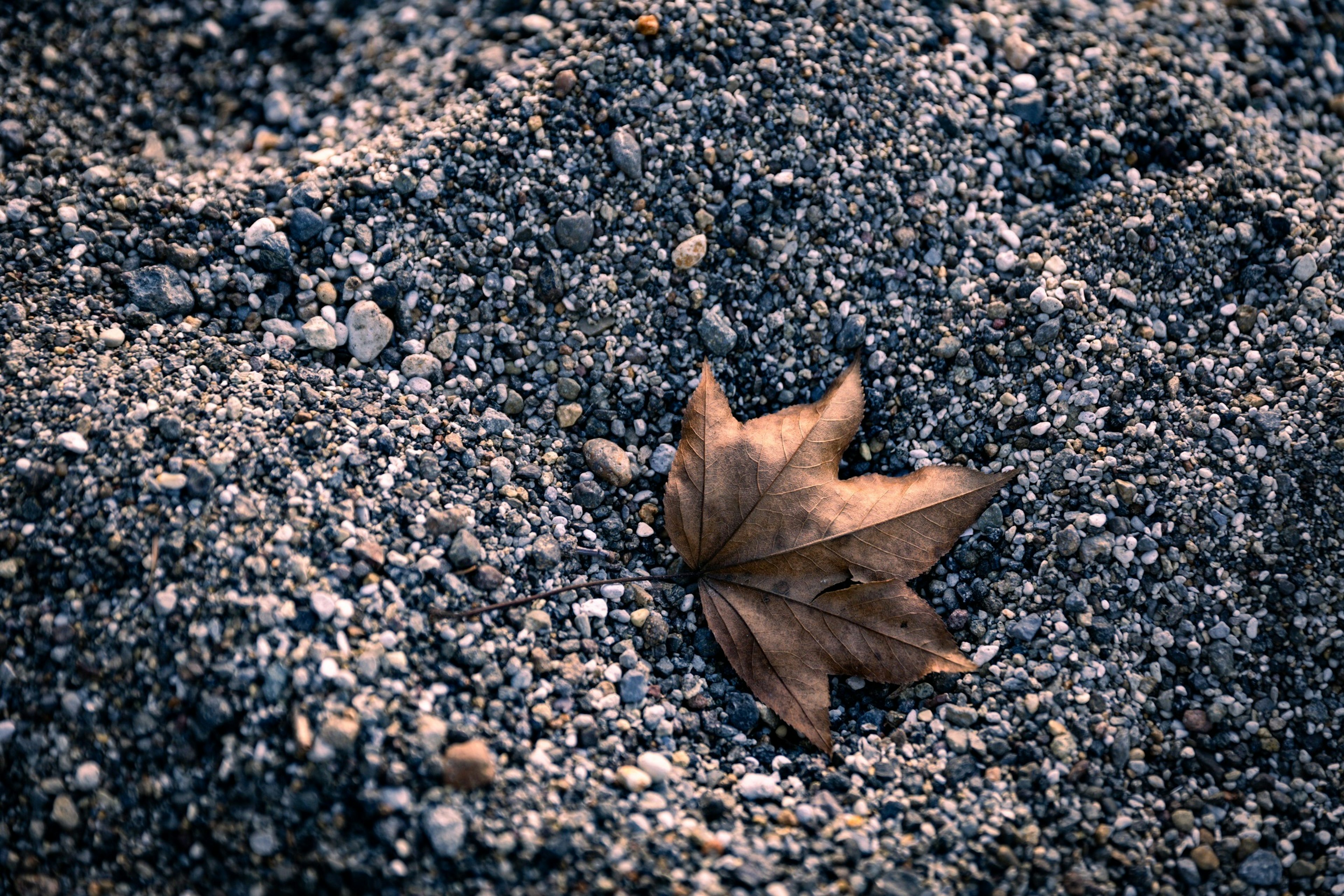 Une feuille sèche reposant sur un lit de sable créant une scène tranquille