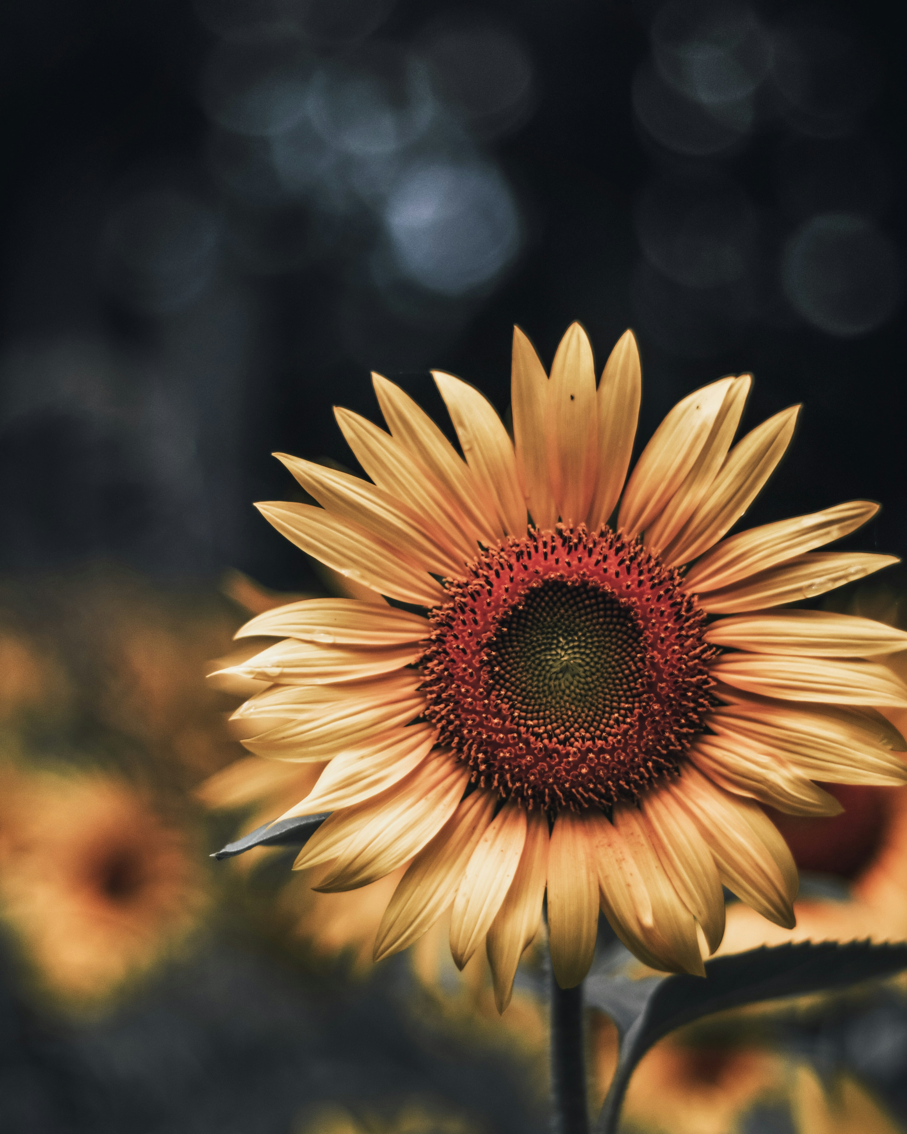 Primer plano de un girasol vibrante con fondo borroso de girasoles