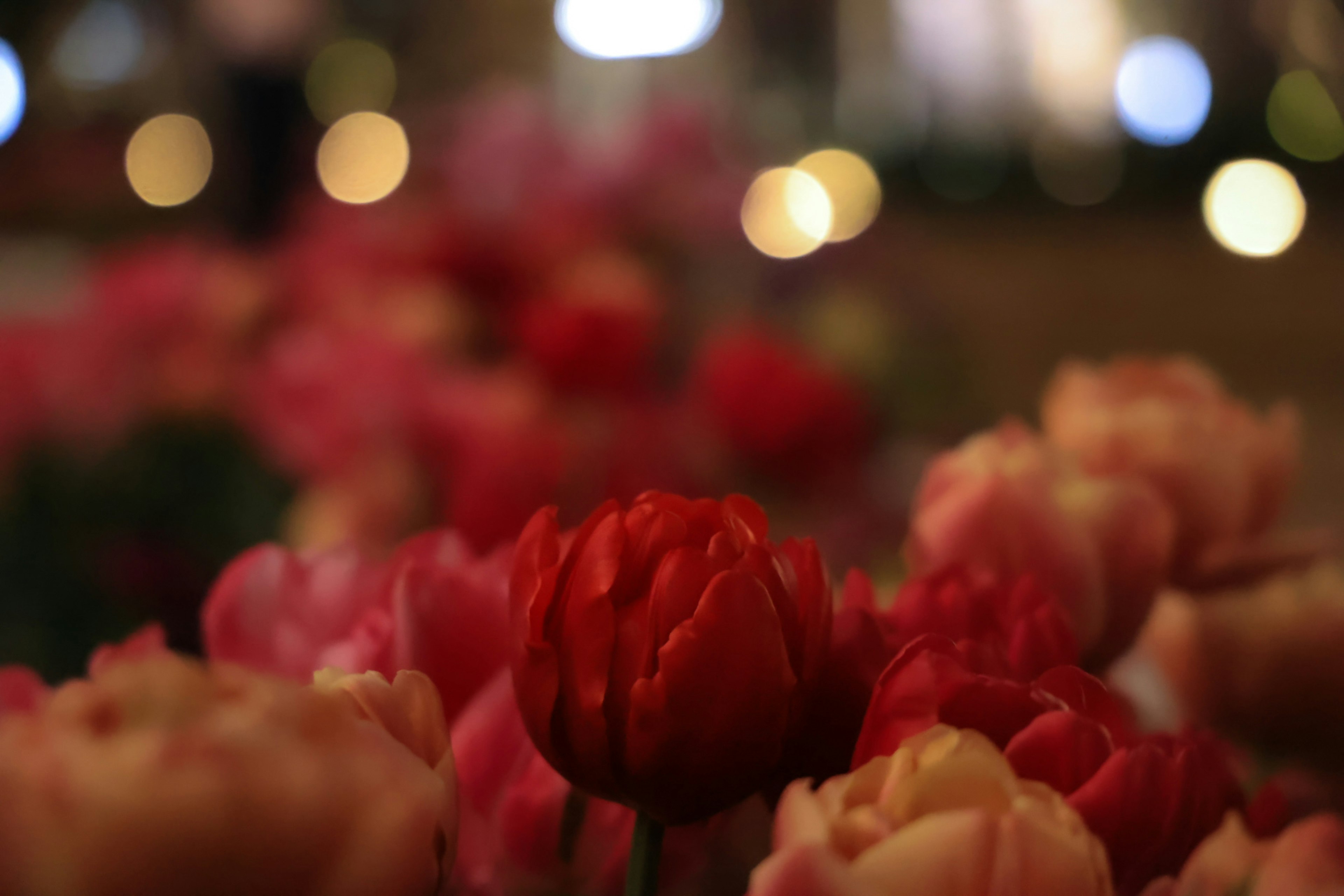 赤いチューリップと他の色合いのチューリップの花がぼんやりした背景で見える