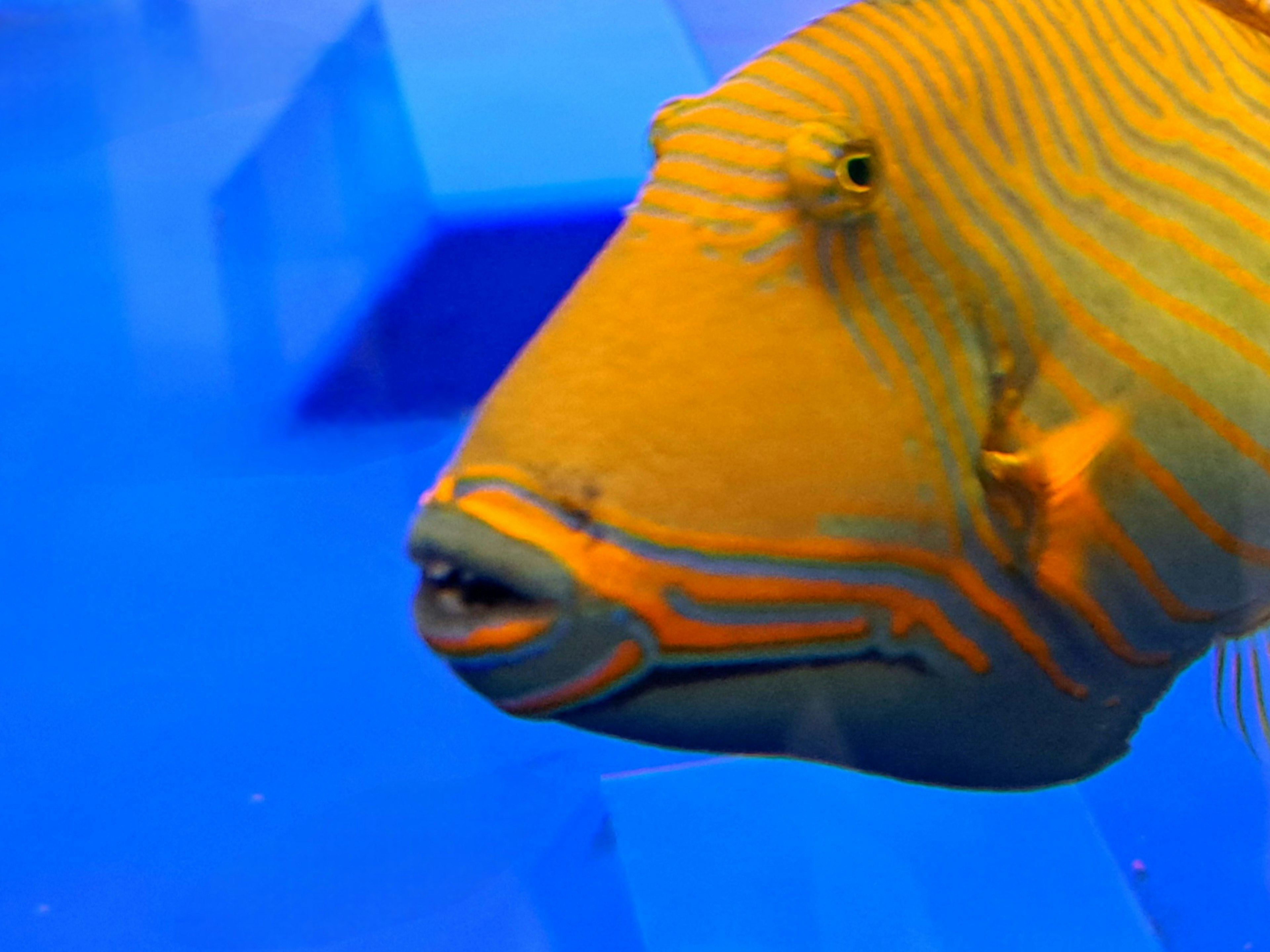 Acercamiento de un pez naranja sobre un fondo azul