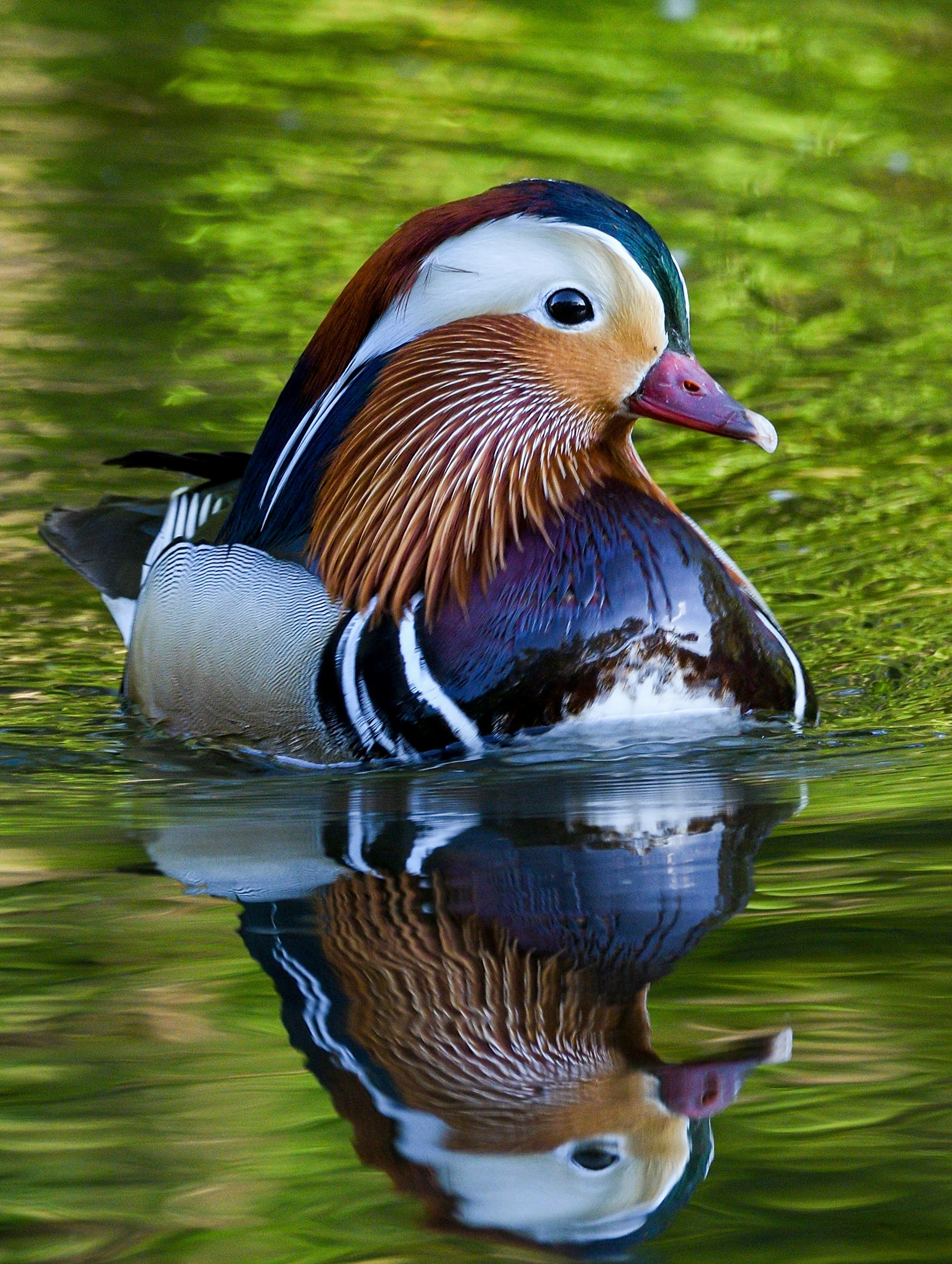 Eine Mandarinente, die mit lebhaftem Gefieder auf dem Wasser schwimmt