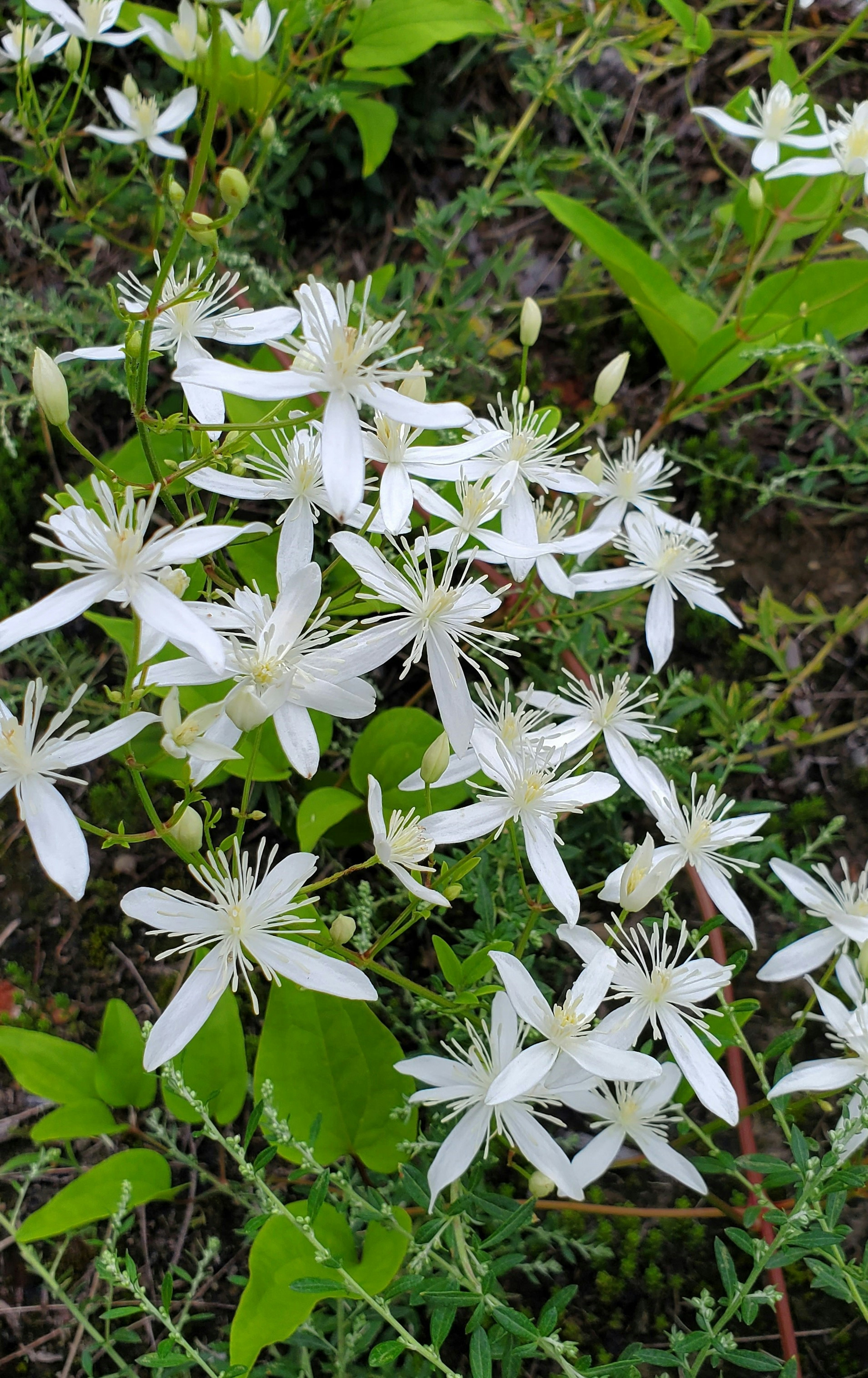 白い花が咲いている緑の植物のクローズアップ