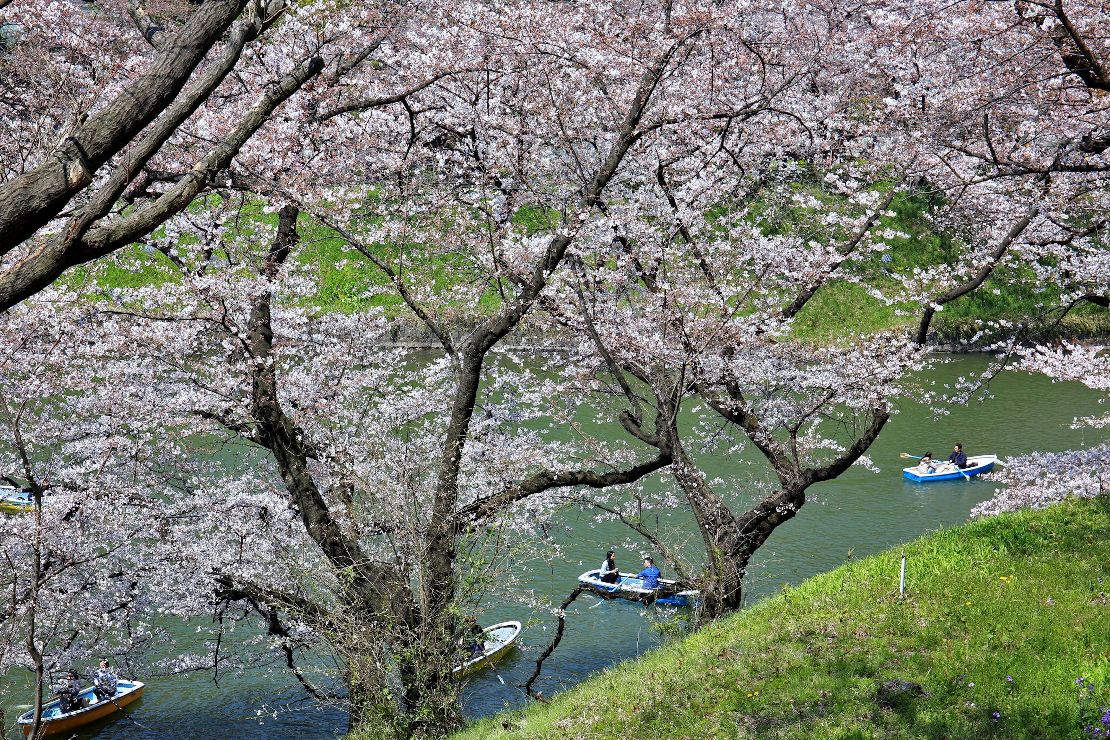 Pohon sakura mengelilingi sungai dengan perahu mengapung