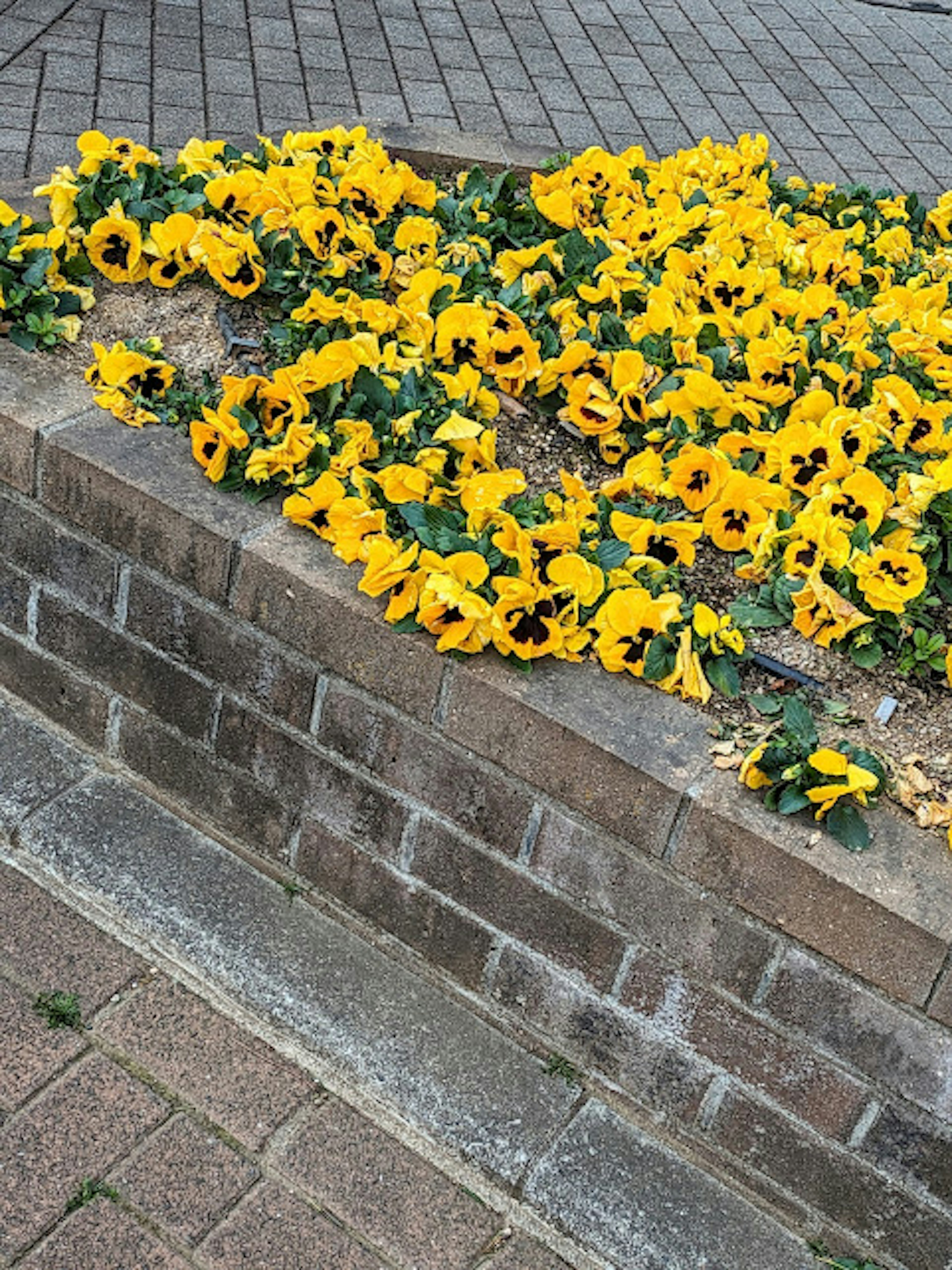 Un parterre de pensées jaunes en fleurs